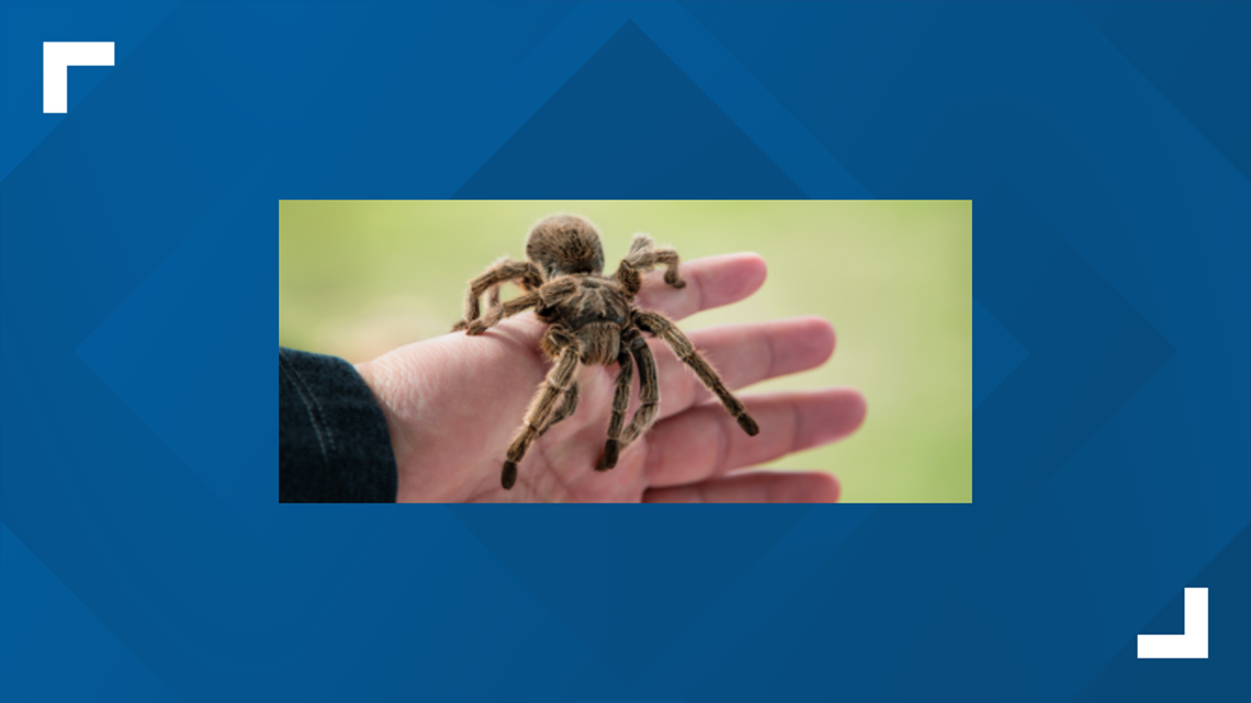 Exotic bugs and insects on display at Bug-O-Rama at Hershey Gardens on ...