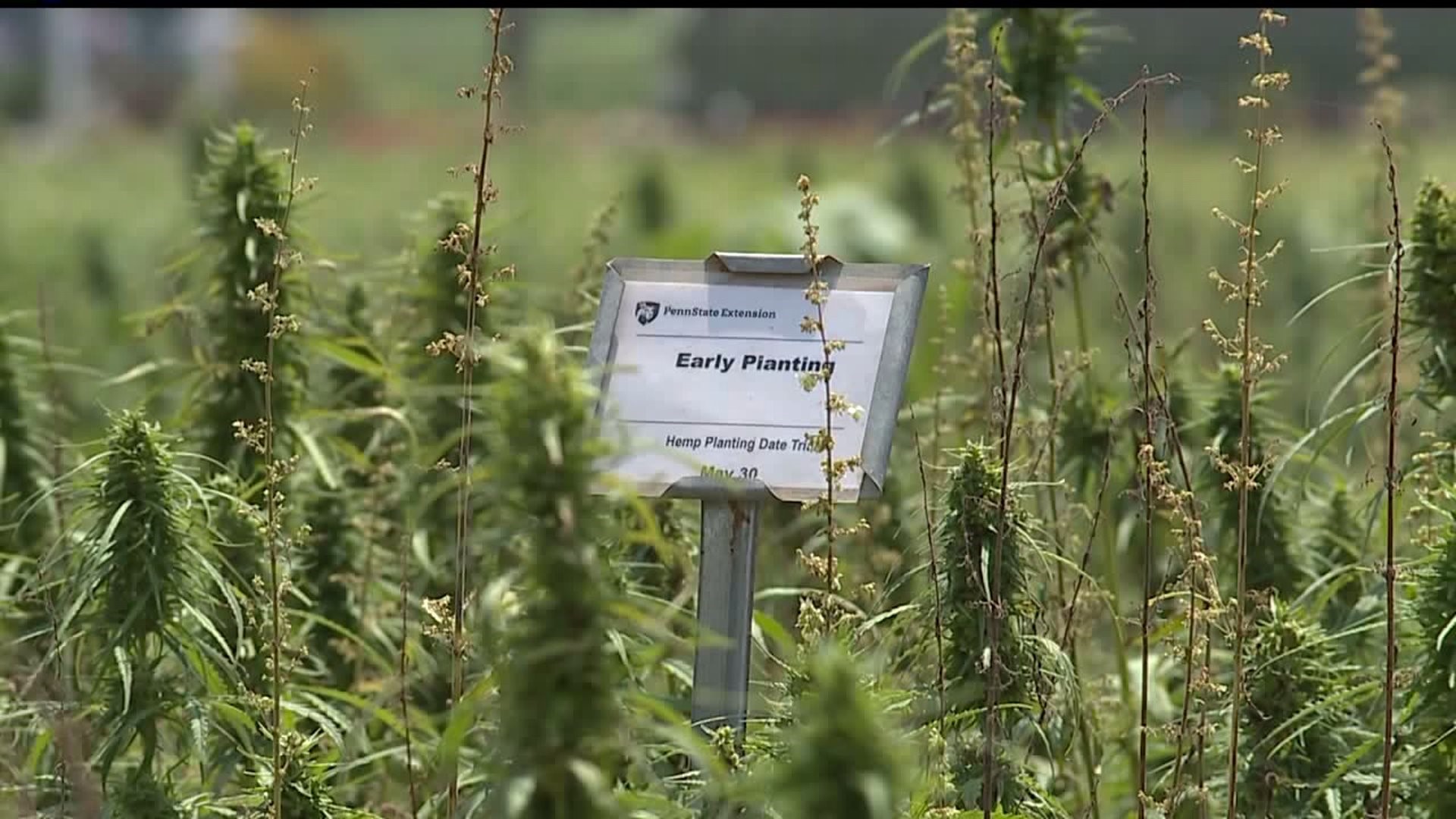 Business owners see the benefits of legal hemp being grown in the state