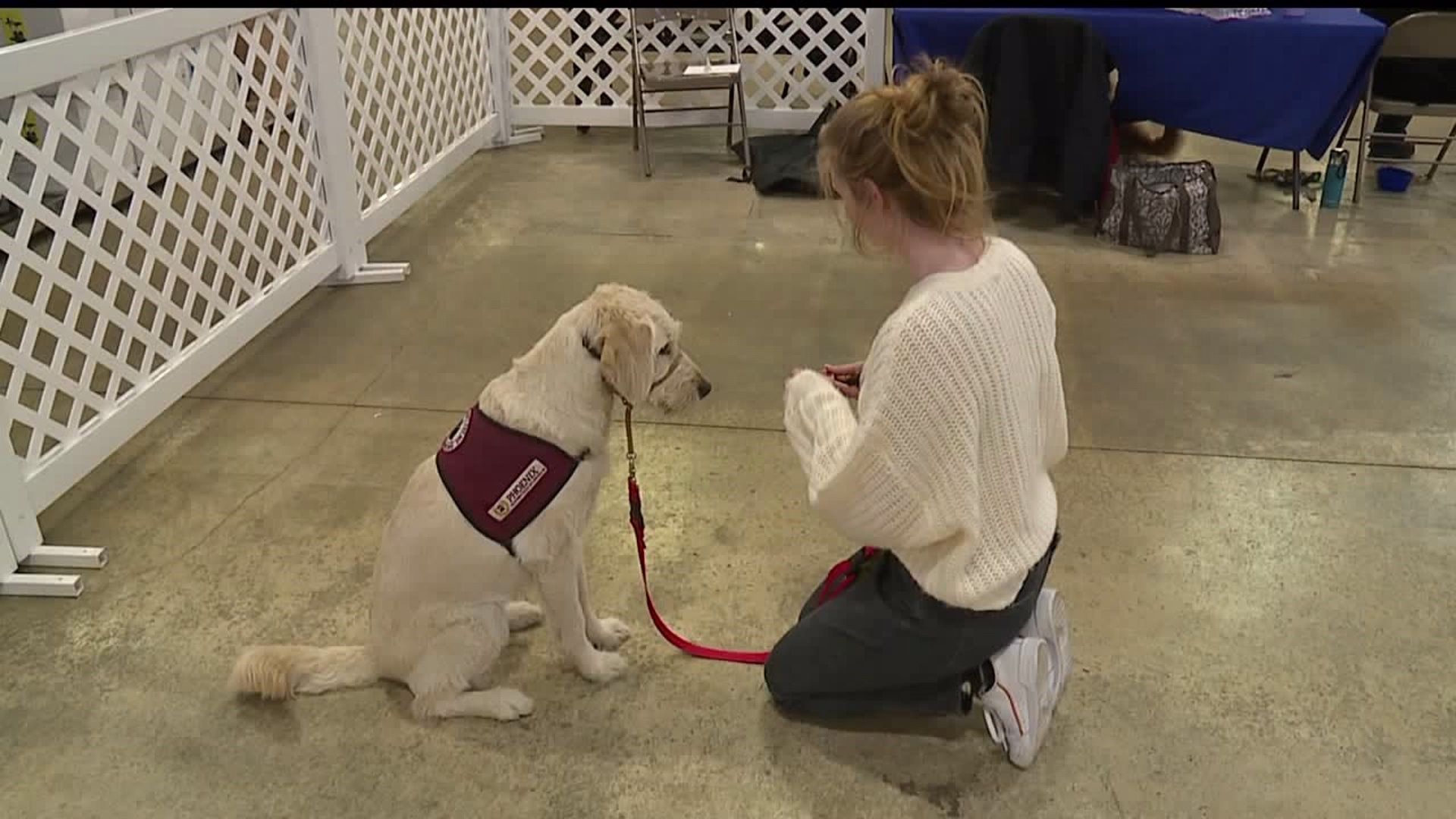 Organization trains puppies to become assistance dogs for people with disabilities