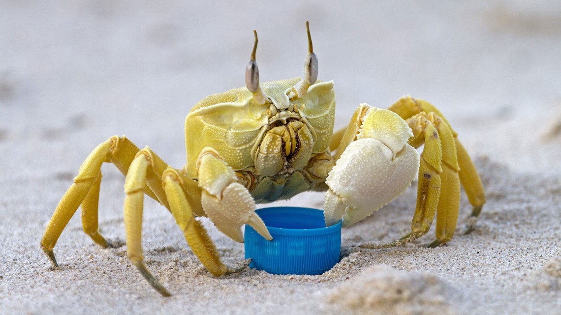 Ghost crabs ‘growl’ from their stomachs, scientists find