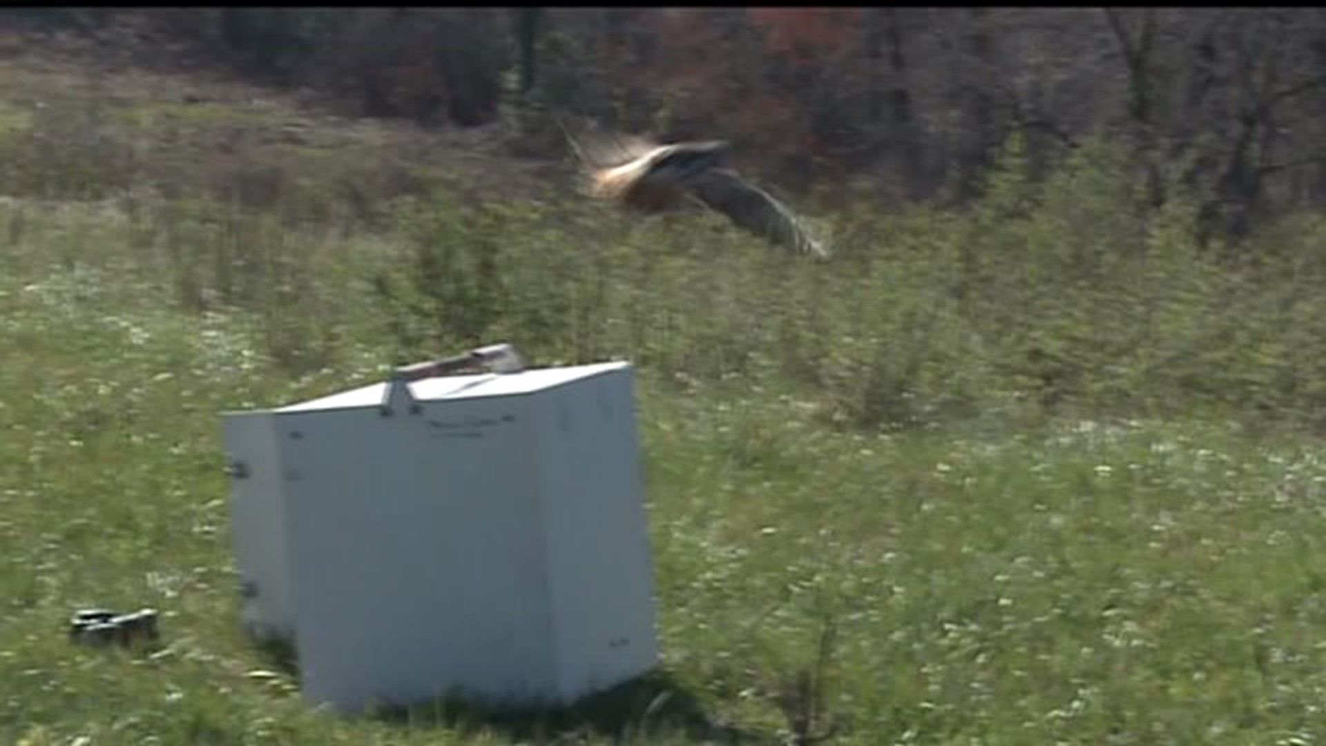 Hawk Action Shot Hawk shot by arrow released in York County | fox43.com