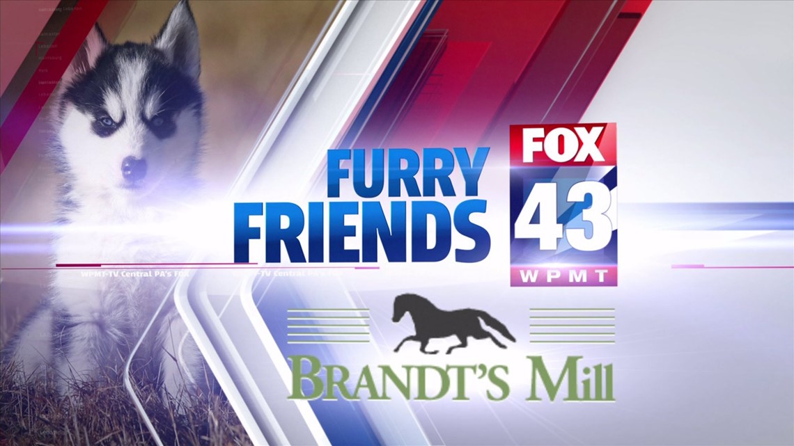 Furry Friends: Lancaster Humane League | fox43.com