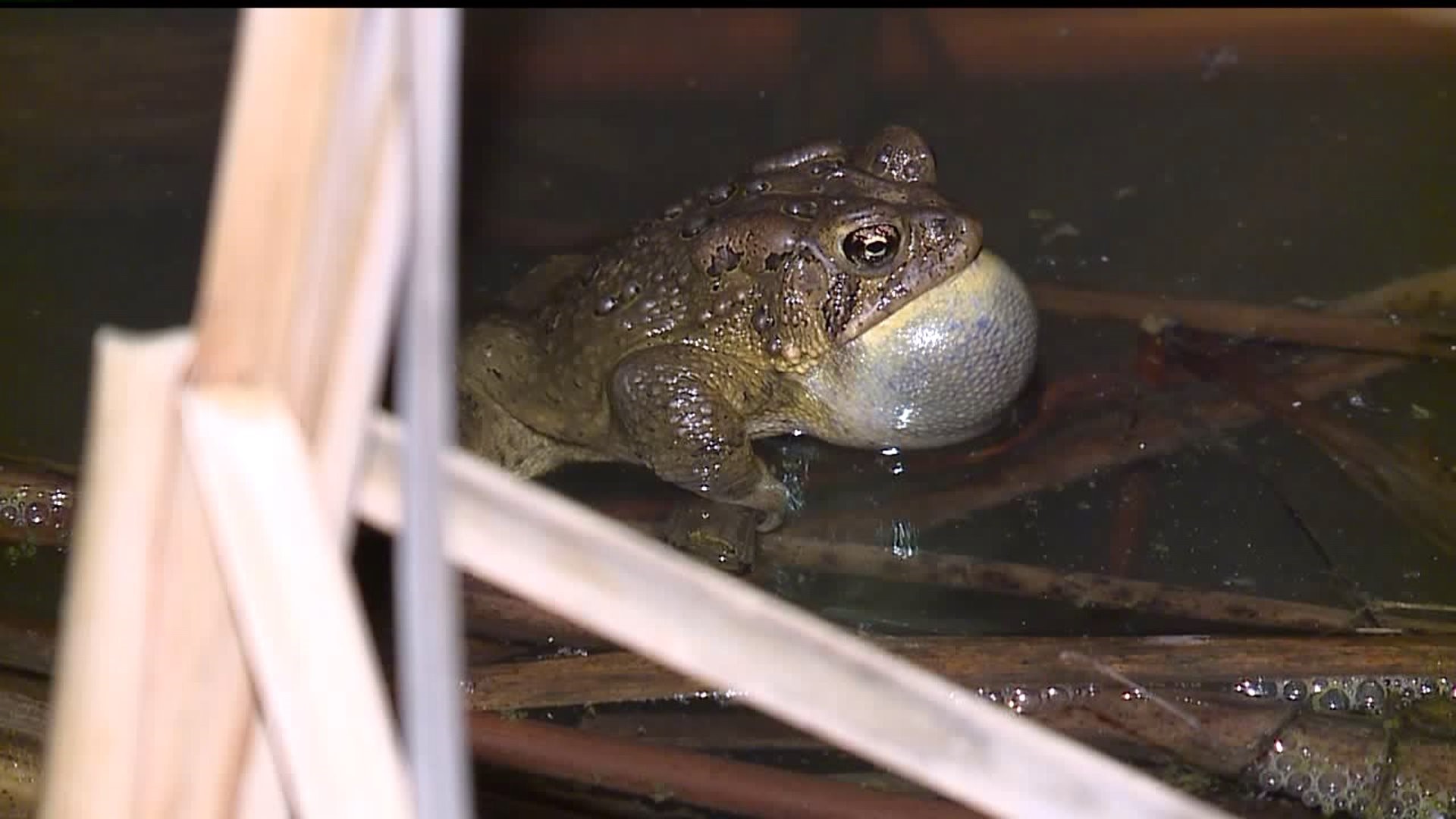 Volunteers in Lancaster Co. help toads cross roads to safety
