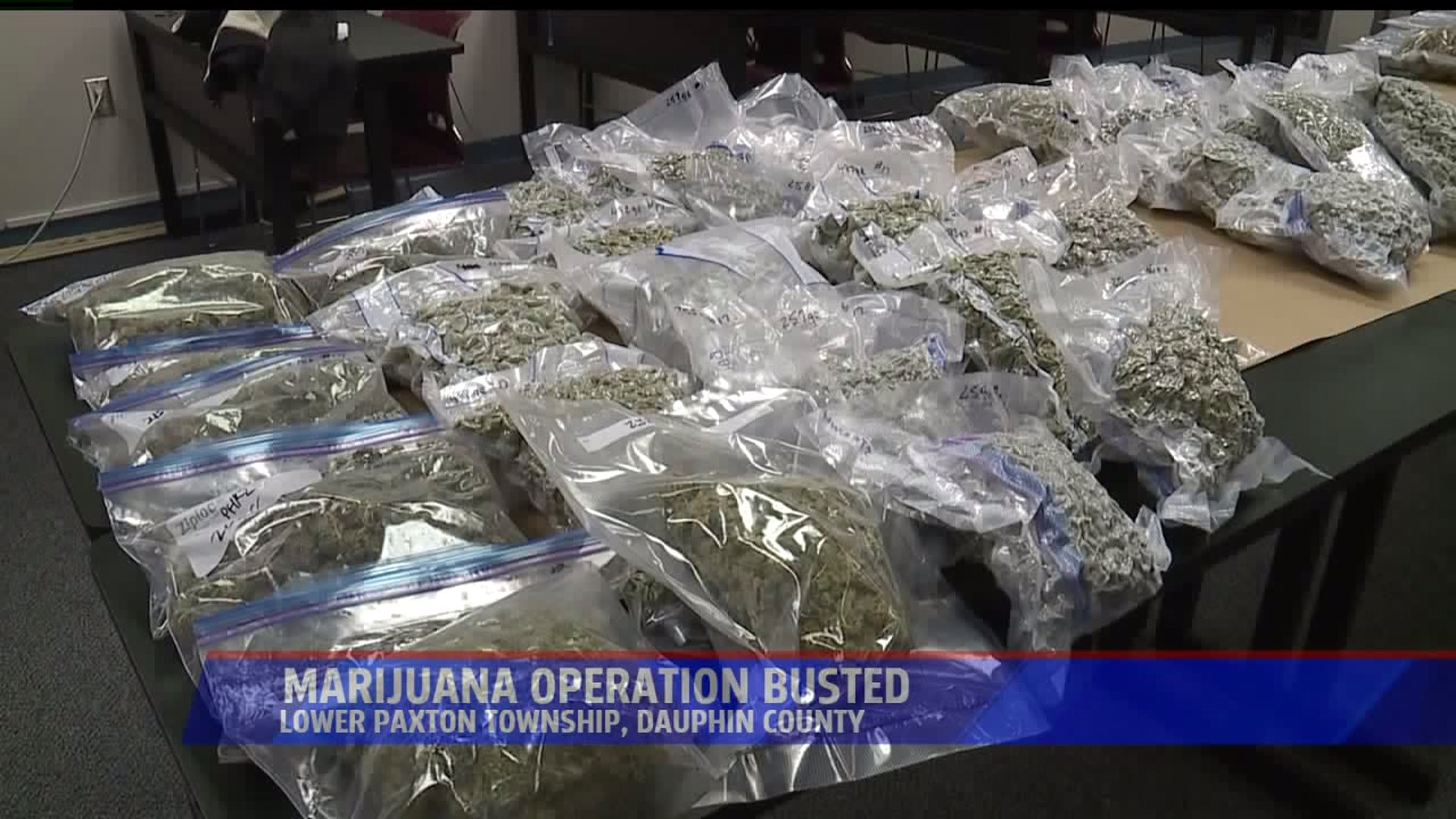 Marijuana operation busted