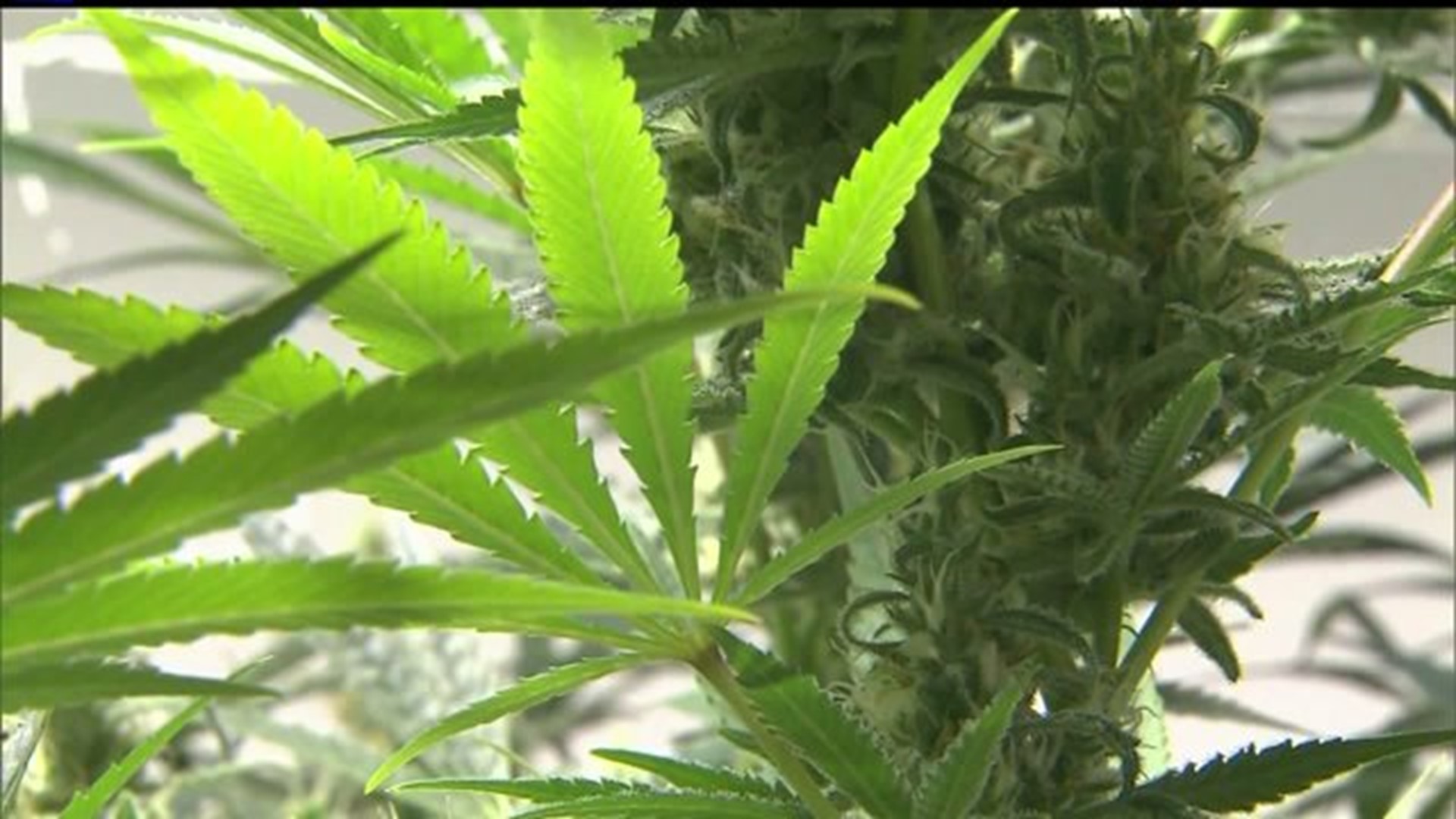 Pennsylvania State Senate Passes Medical Marijuana Bill