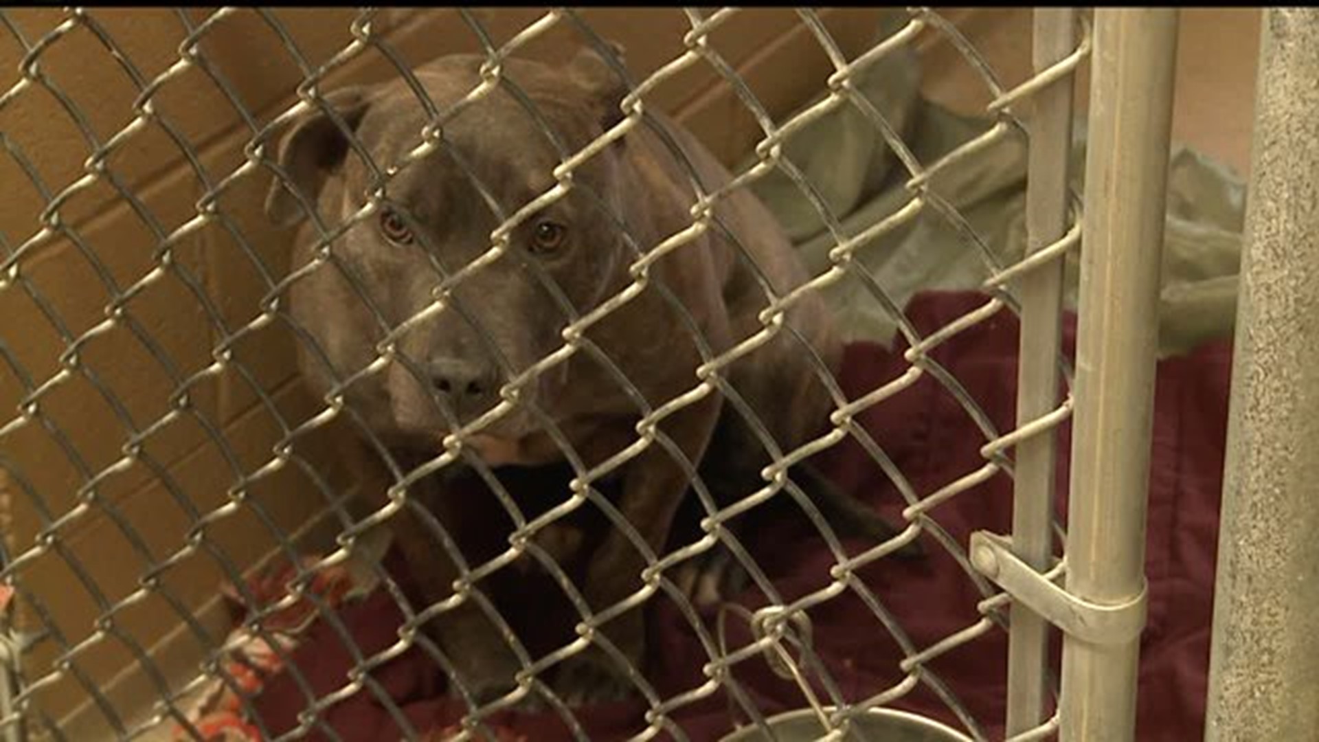 Humane Society of Harrisburg takes in animals from New Jersey