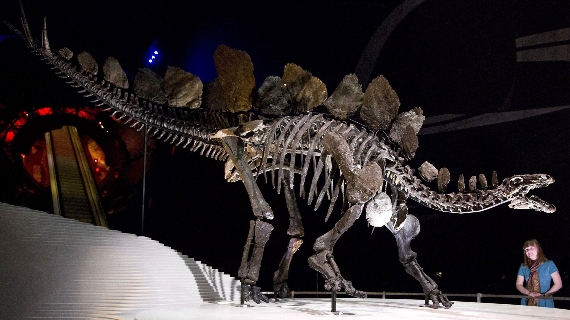 most complete stegosaurus fossil