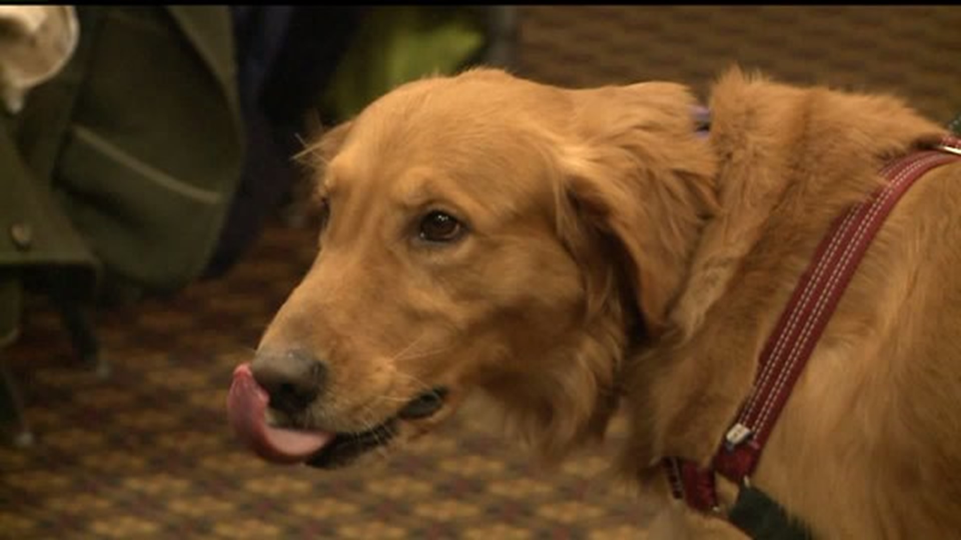 Canine expert offers advice to dog lovers in Lancaster County