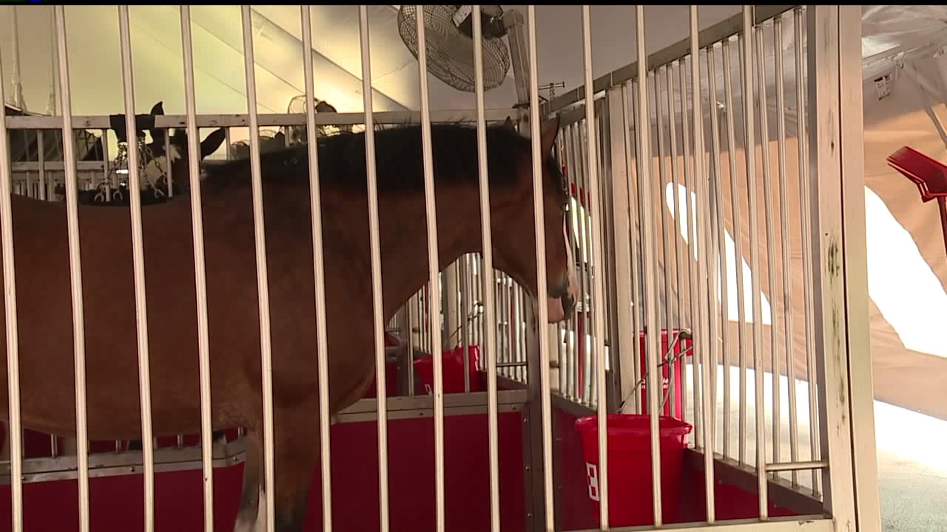 Budweiser Clydesdale`s spend last day in York County for "Made in America" tour