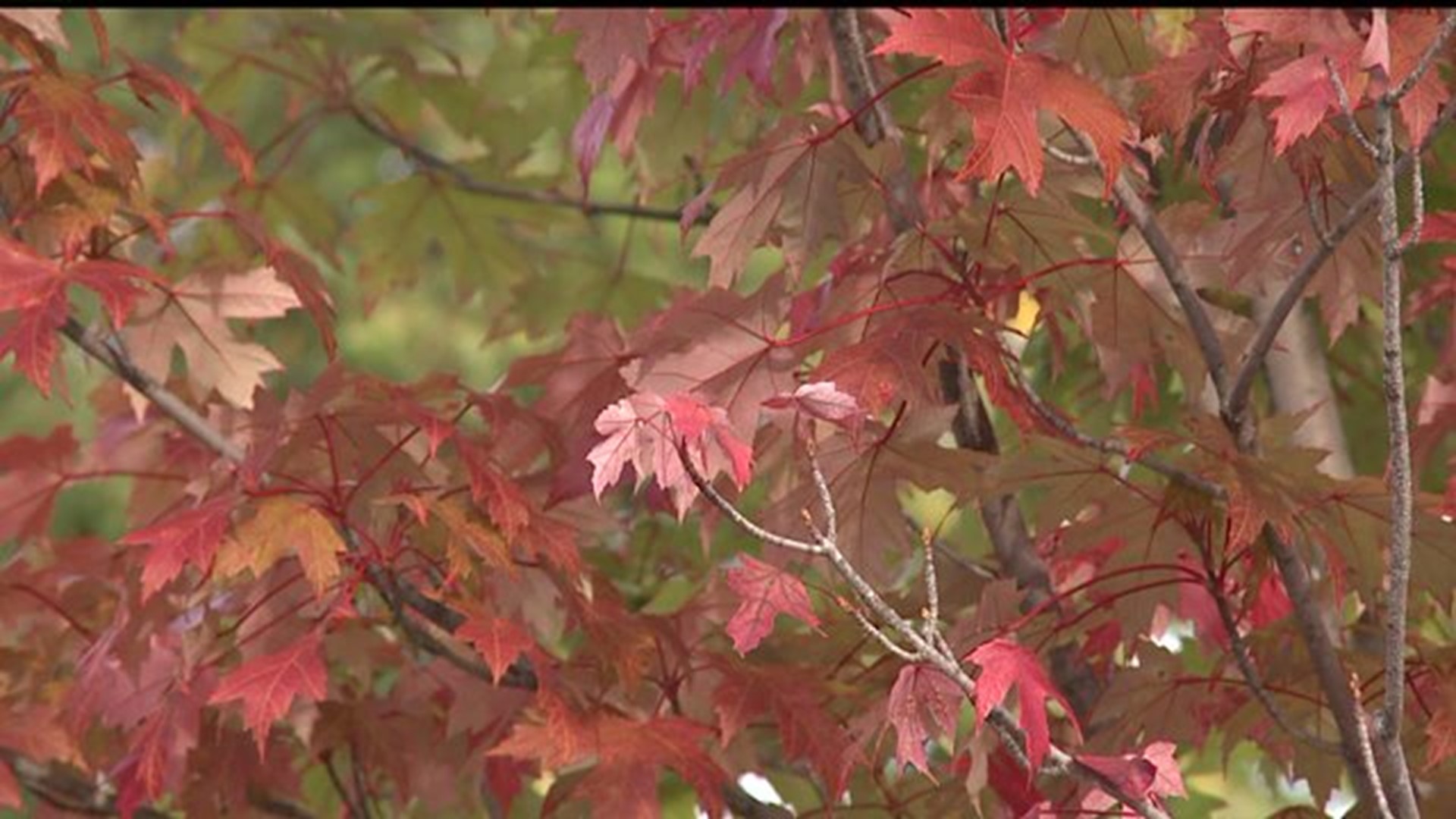 Pennsylvania boasts some of the best fall color with many great spots for fall foliage viewing.