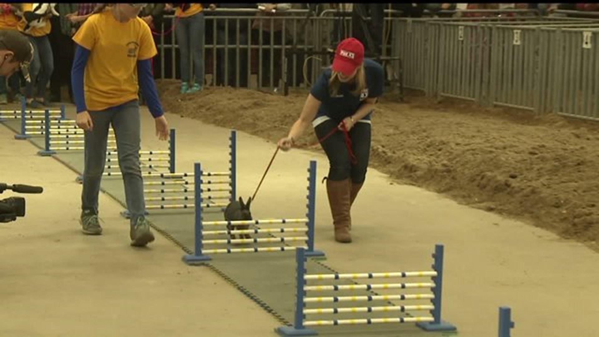 Rabbit hopping contest at the Farm Show