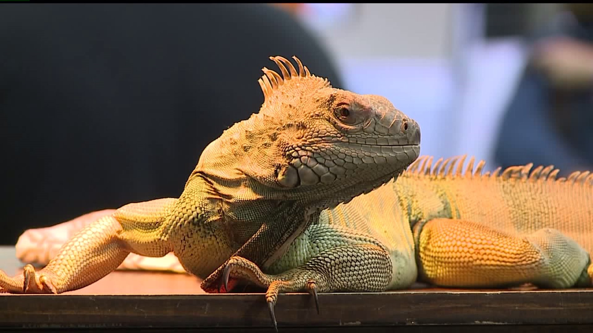 Exotic pet fans interact with vendors and others enthusiasts at