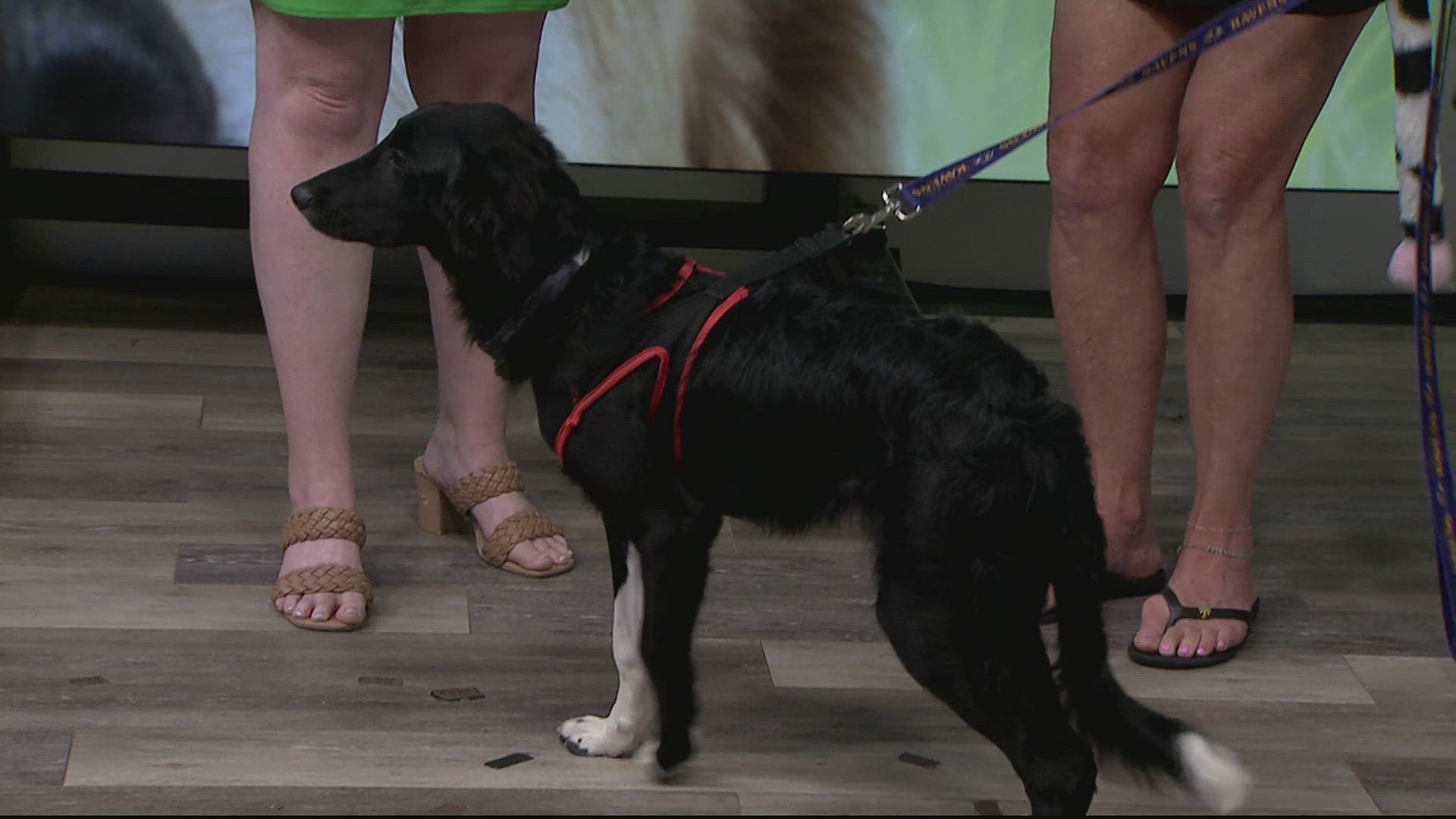 Denver is a 5-month-old Border Collie mix who was recently rescued by Animal Rescue Inc.