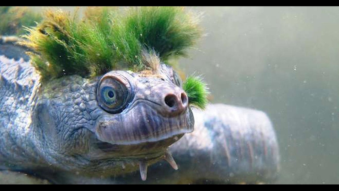 Genitals-breathing turtle with green algae ‘hair’ faces possible ...