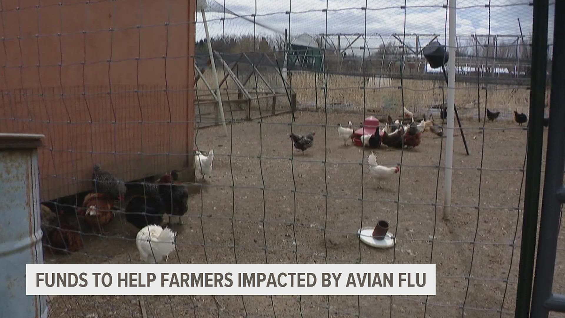 State officials announced a new $25 million recovery and reimbursement program for poultry farmers and integrators impacted by highly pathogenic avian influenza.