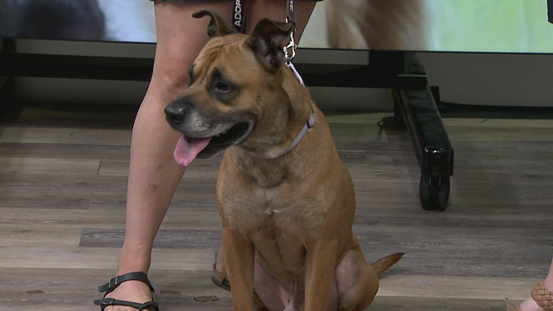 Voight is a laid back dog with a lot of love to give. He's available for adoption at the York County SPCA.