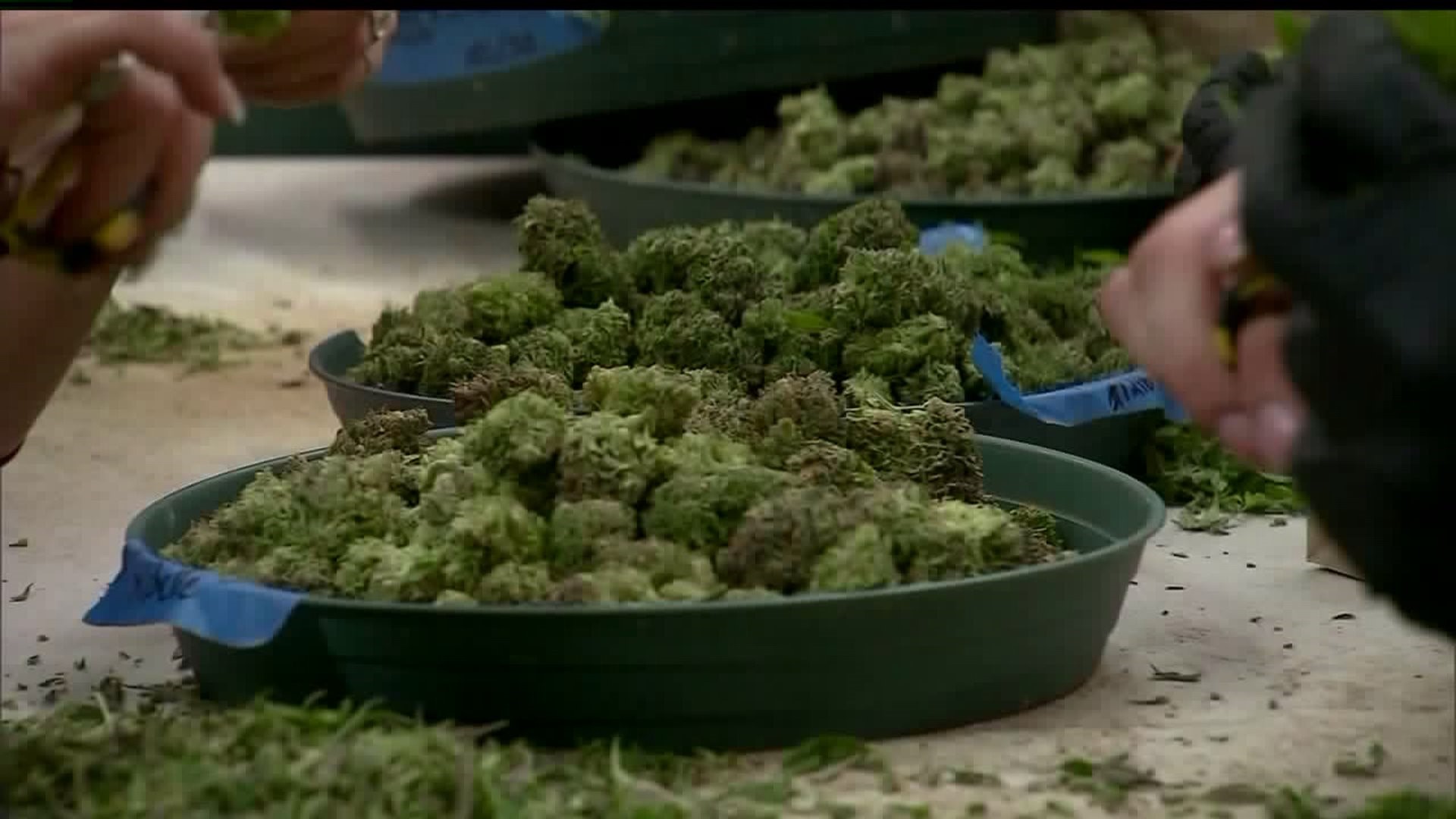 Recreational marijuana may soon be legal one year after medical marijuana made available