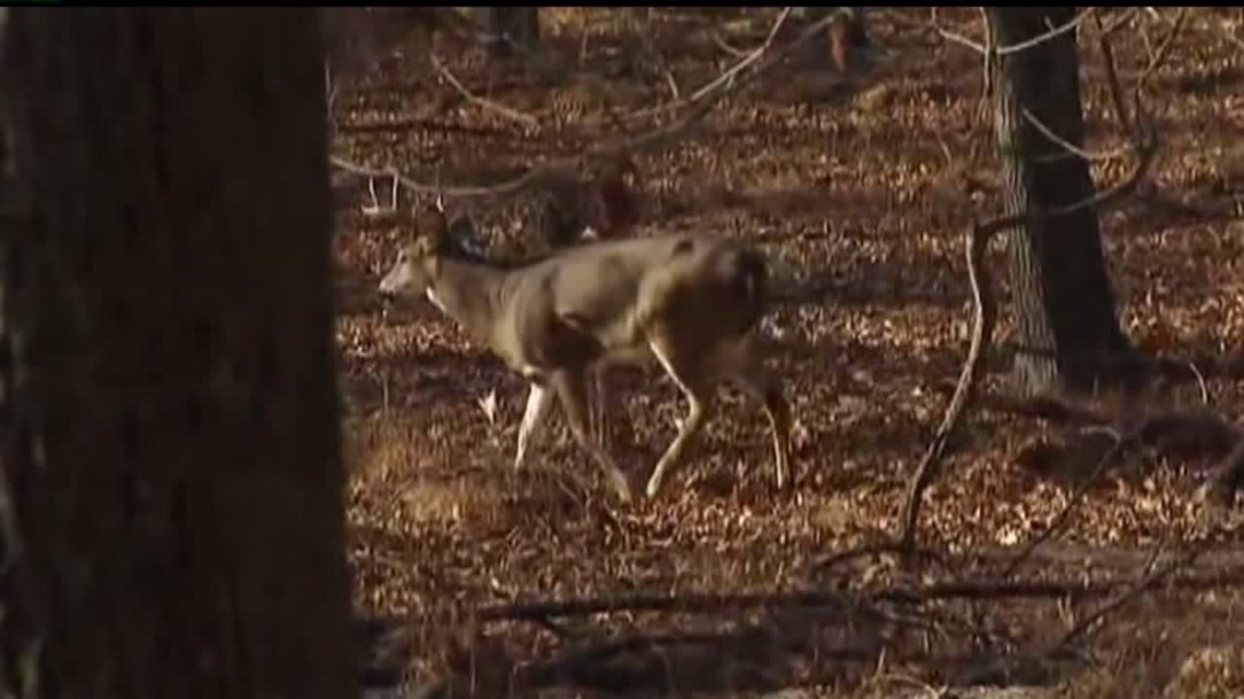 Game Commission investigating mysterious deer deaths