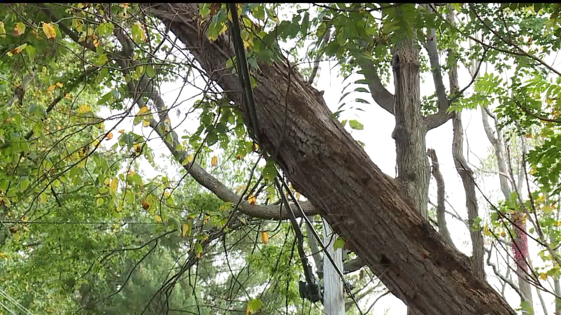 Dead tree hanging on wires hazard for drivers in Lebanon Co.