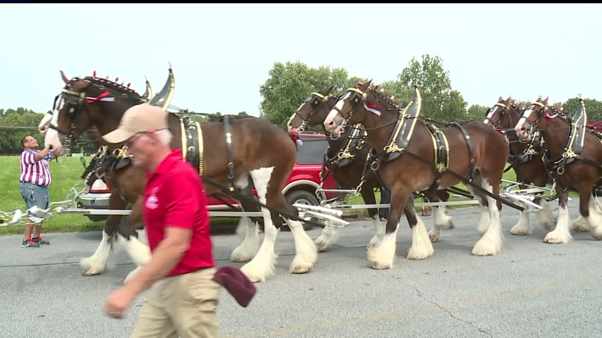 Here`s where to see the Budweiser Clydesdales while they`re in Central PA
