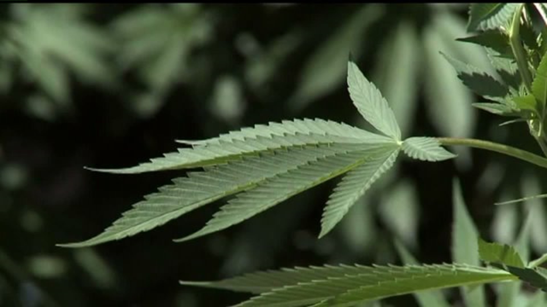 Medical marijuana producers could set up shop in Carlisle