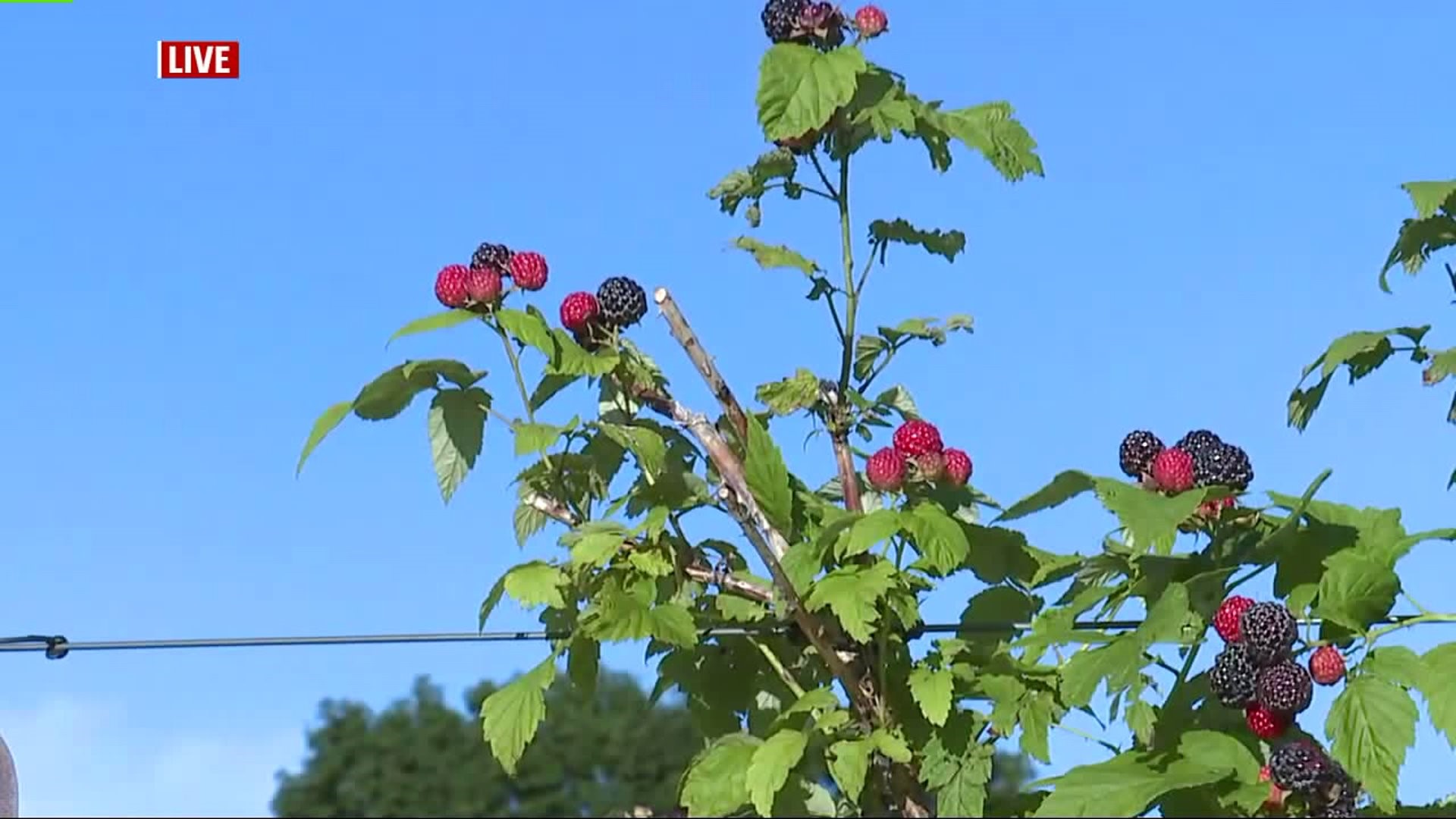 Blueberries & Black Raspberries ready for picking at Brown`s Orchards