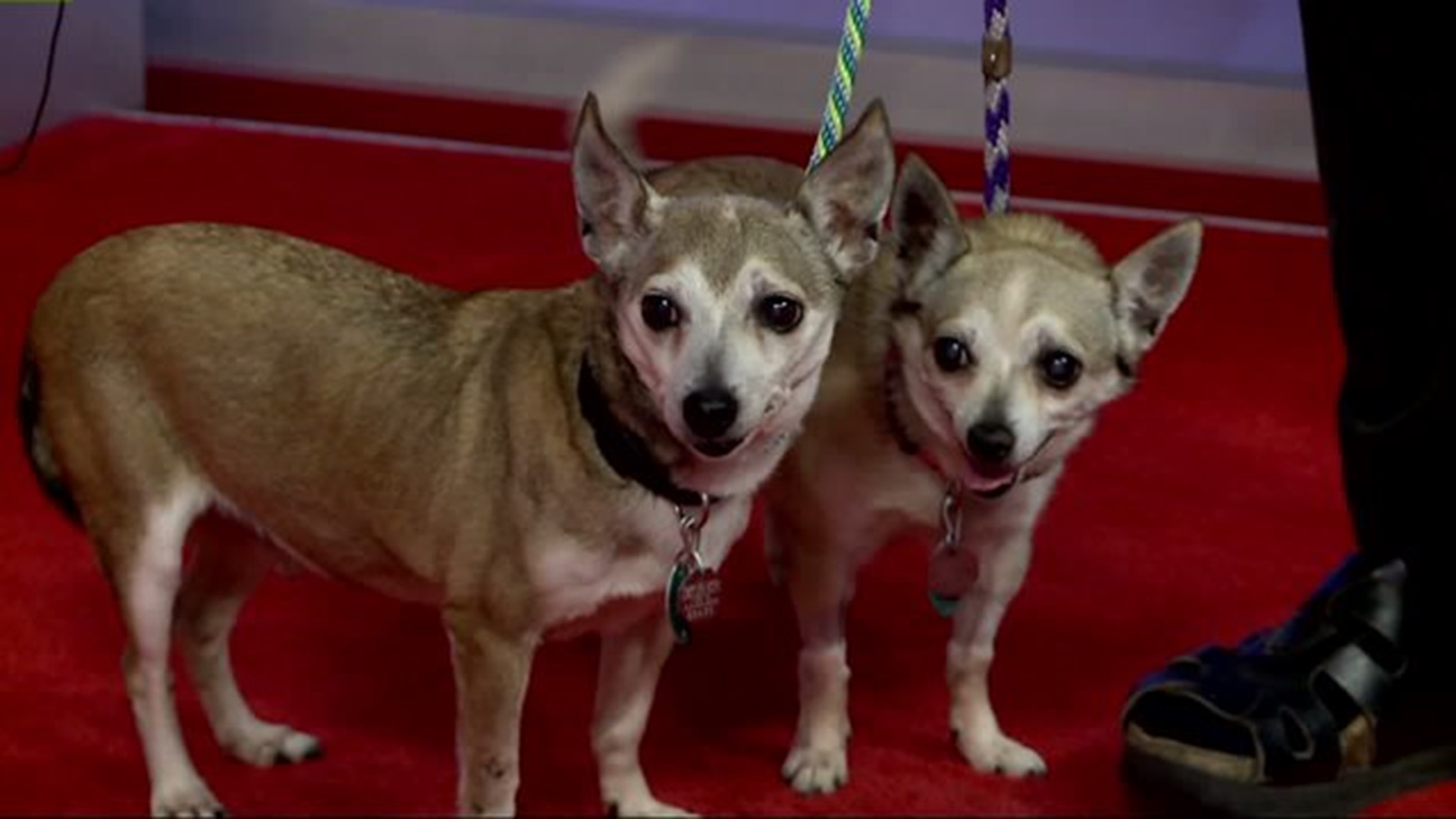 Furry Friends with Martini & Mustang, the Chihuahuas