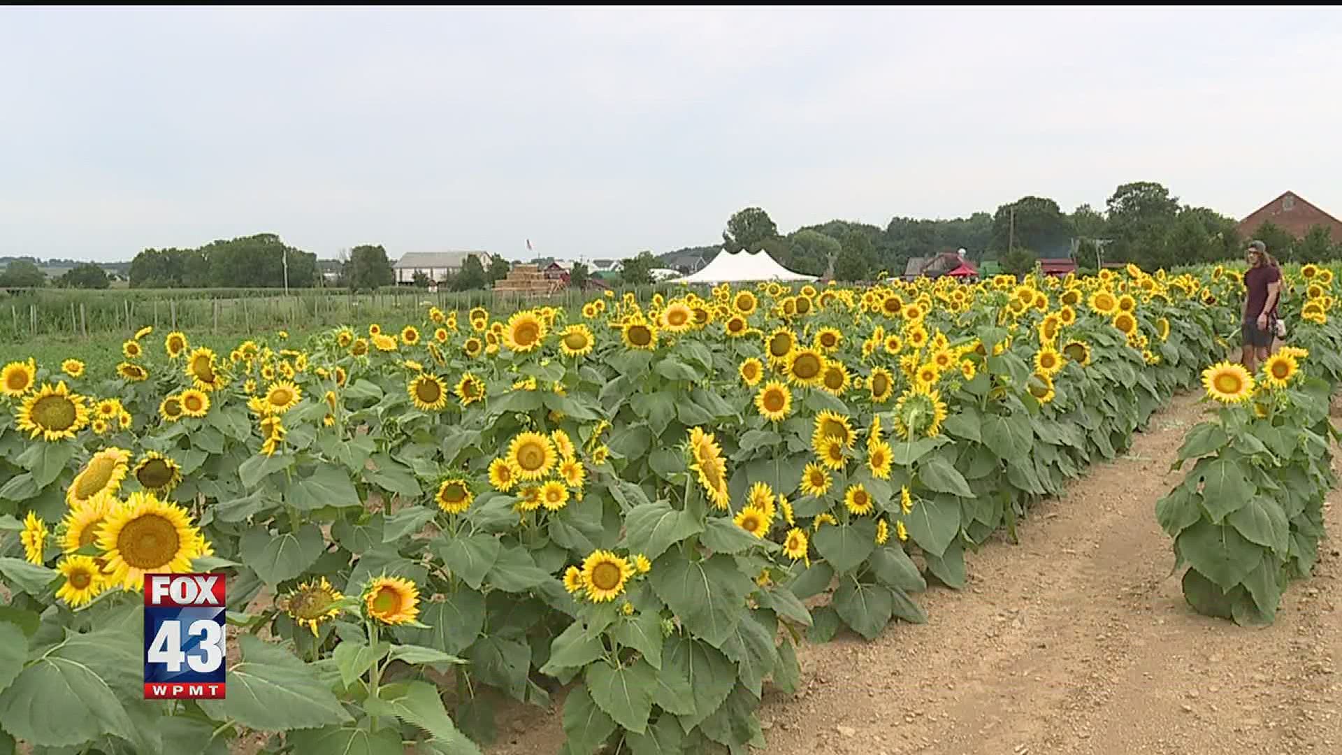 The festival kicked off with live music, activities for the kids, and plenty of sunflowers