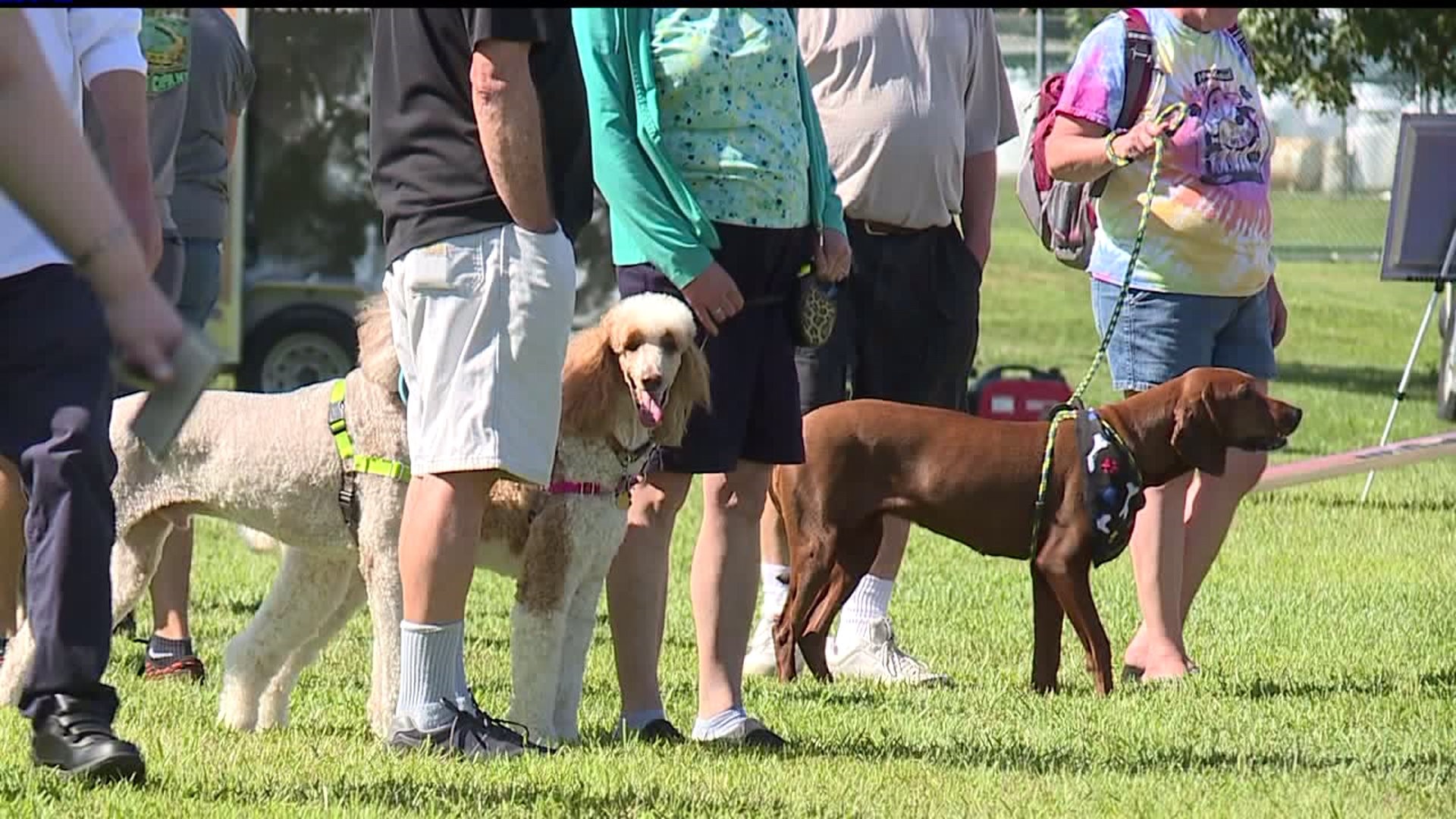 15th annual Dogs` Day in the Park and Mutt Strutt