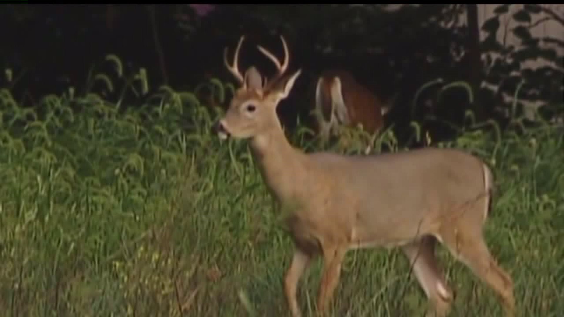 Hearing on CWD containment efforts