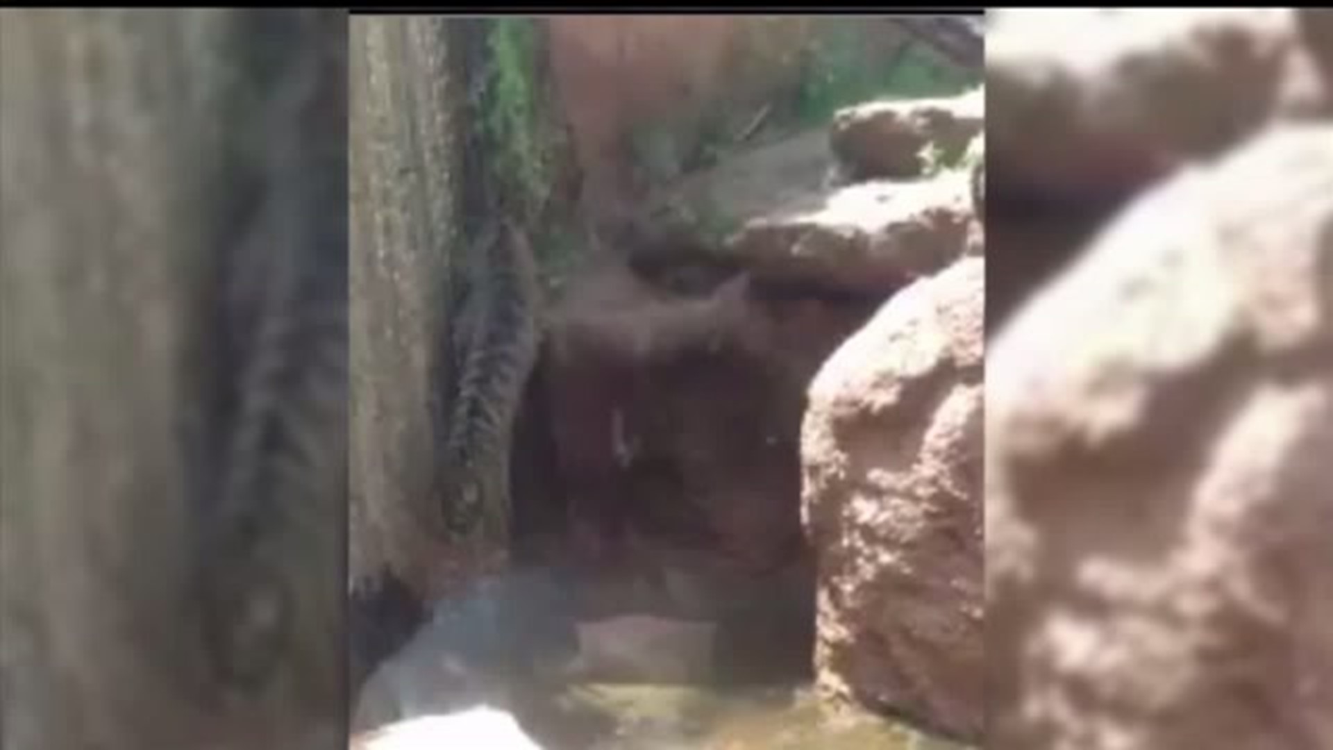 Tiger breaks out of enclosure at Oklahoma City Zoo