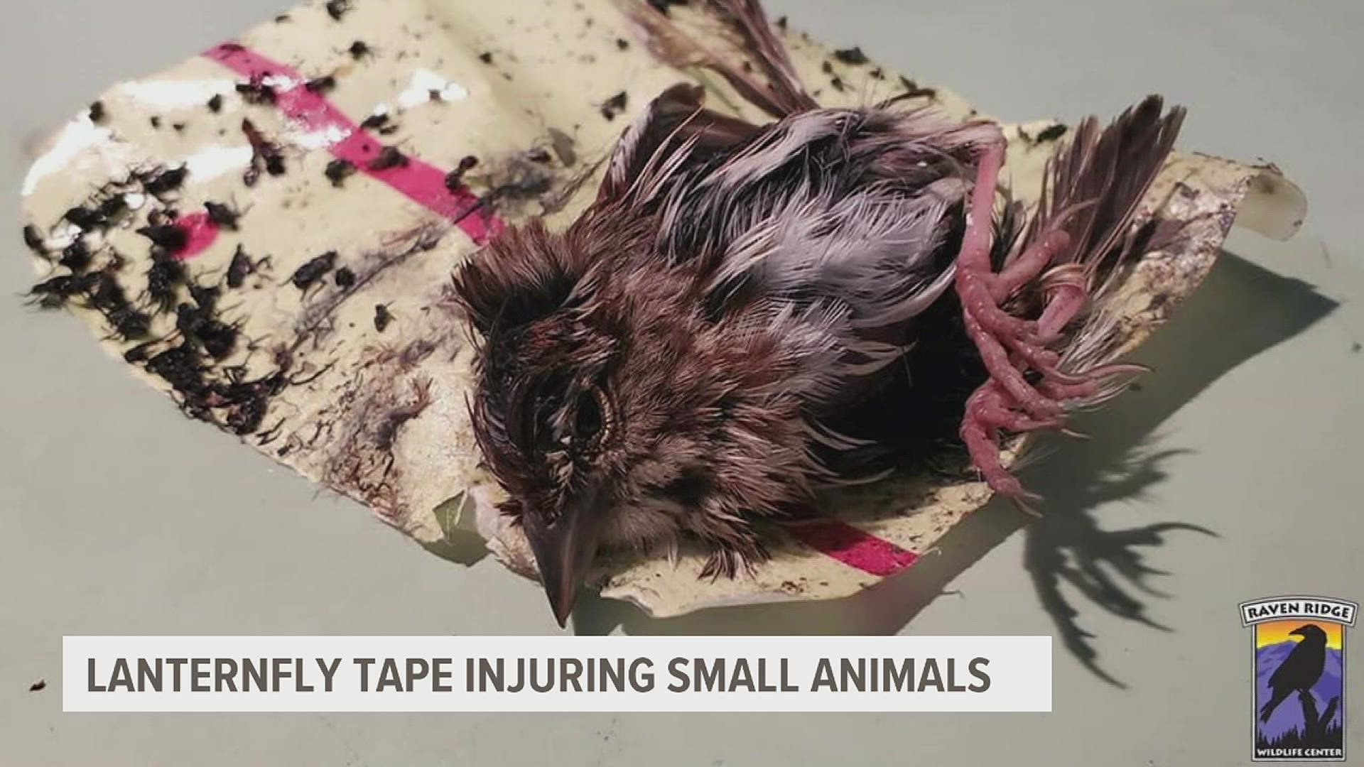 Small animals are getting stuck in lanternfly tape, causing them to get injured or even die.