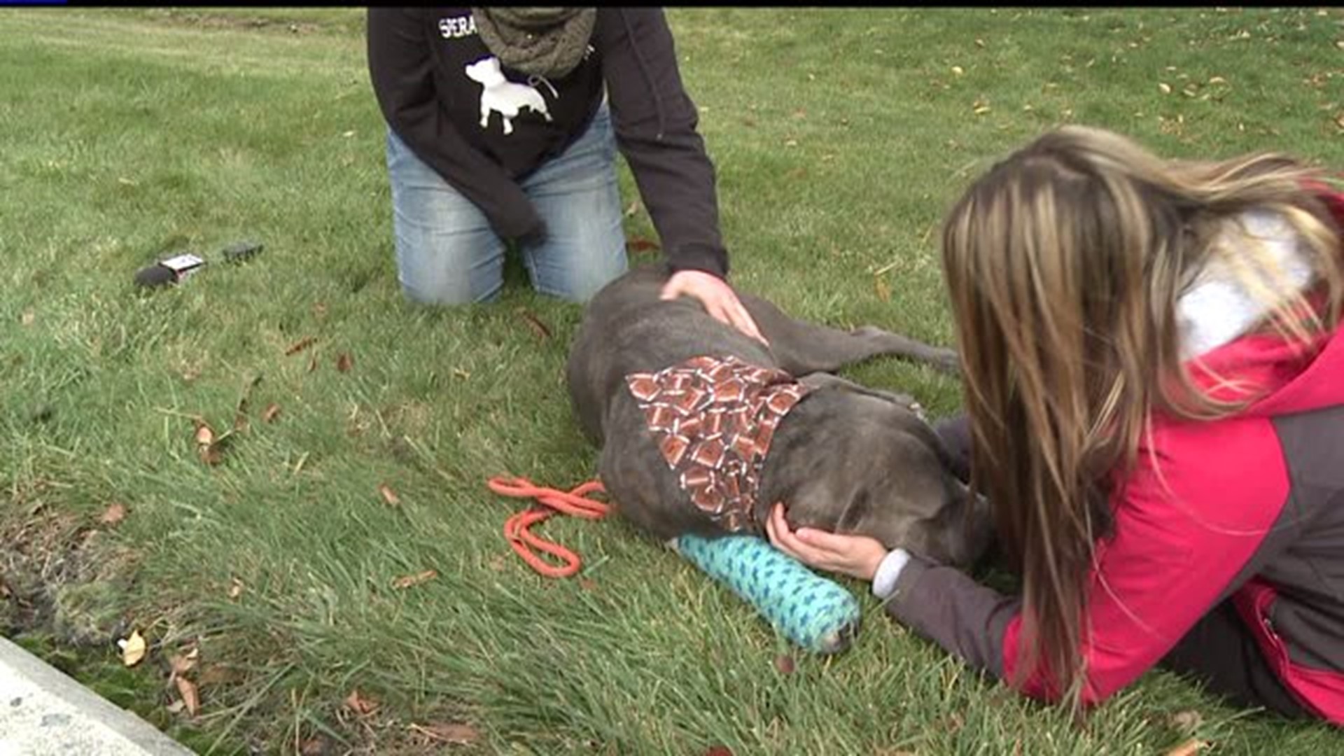 Helping a Blind Dog in Dillsburg