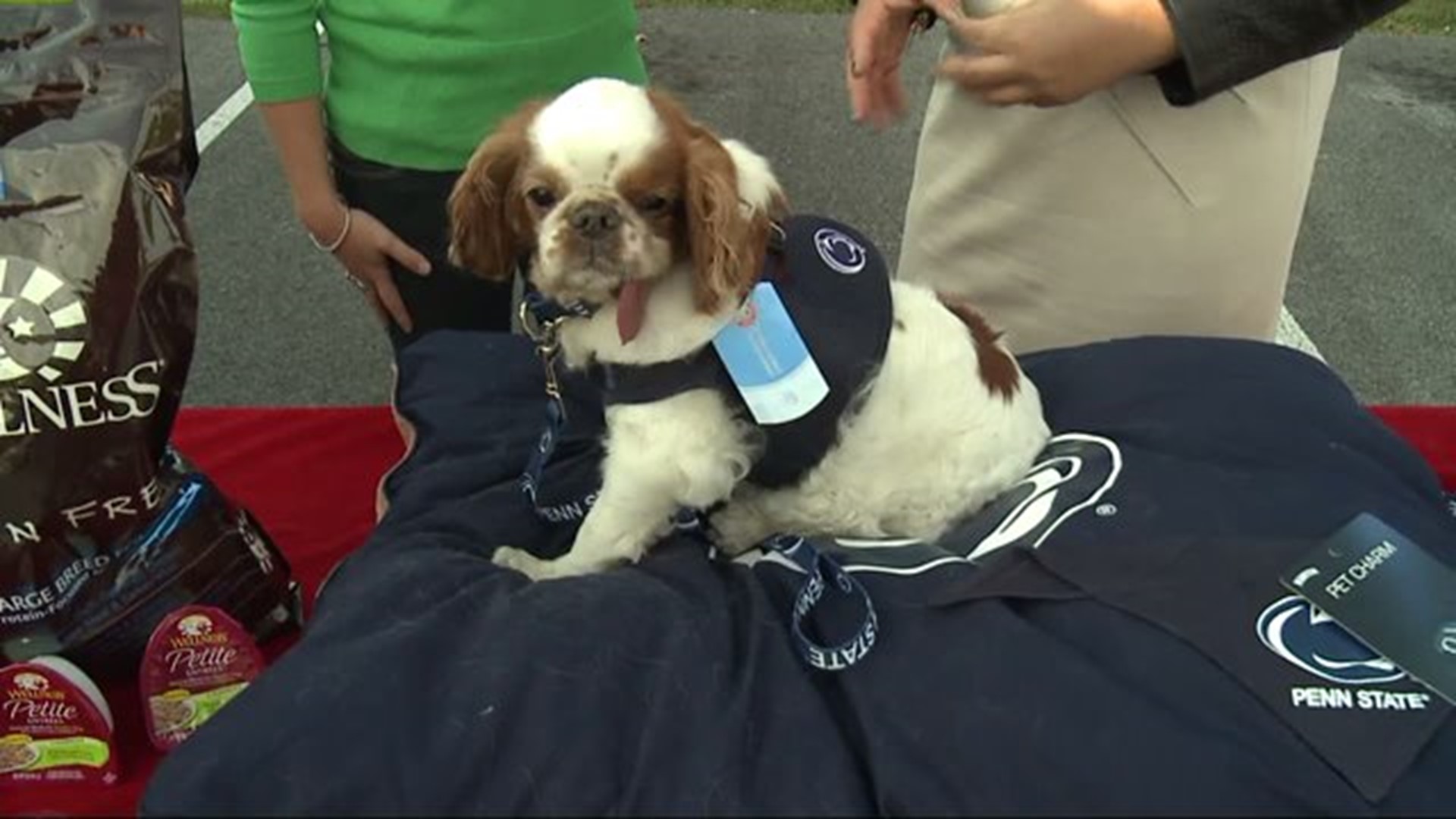 Pets and Tailgating