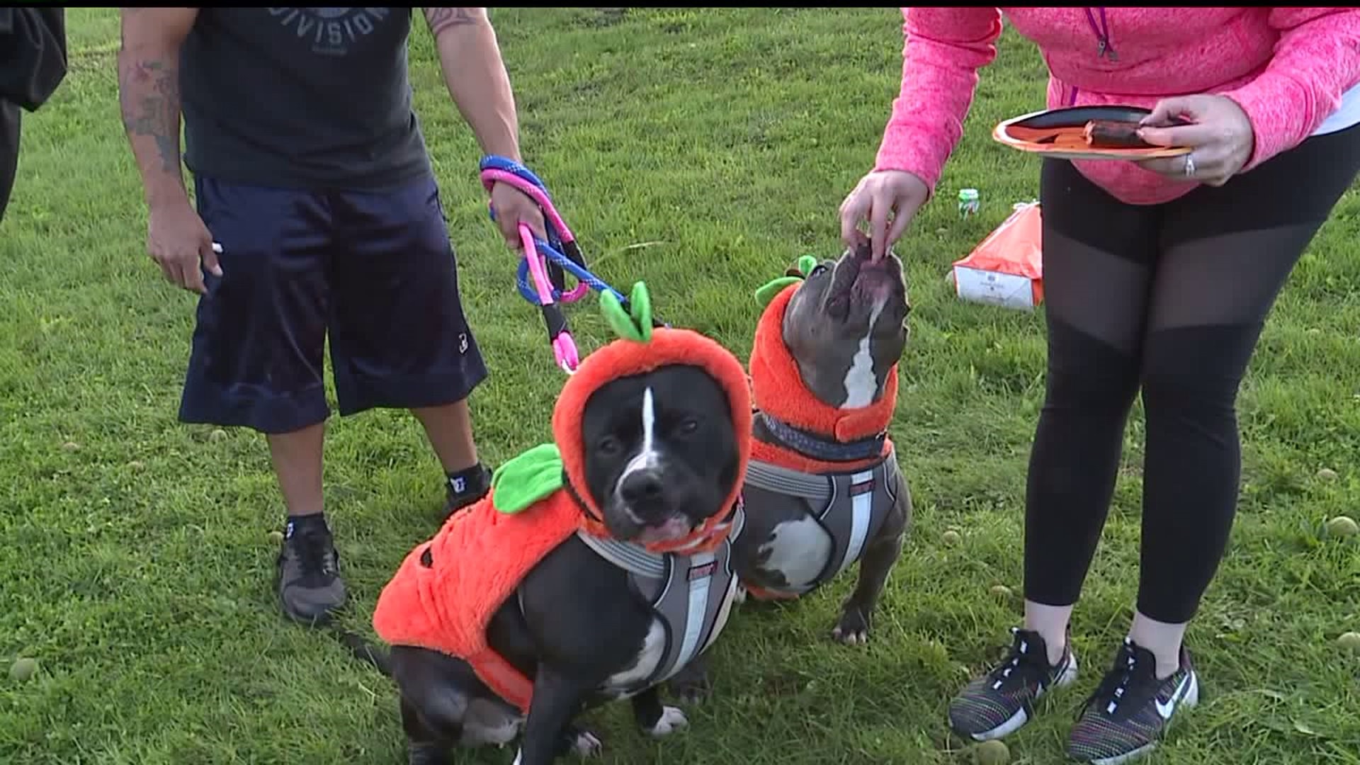 Pitty Party advocates for pit bull dogs
