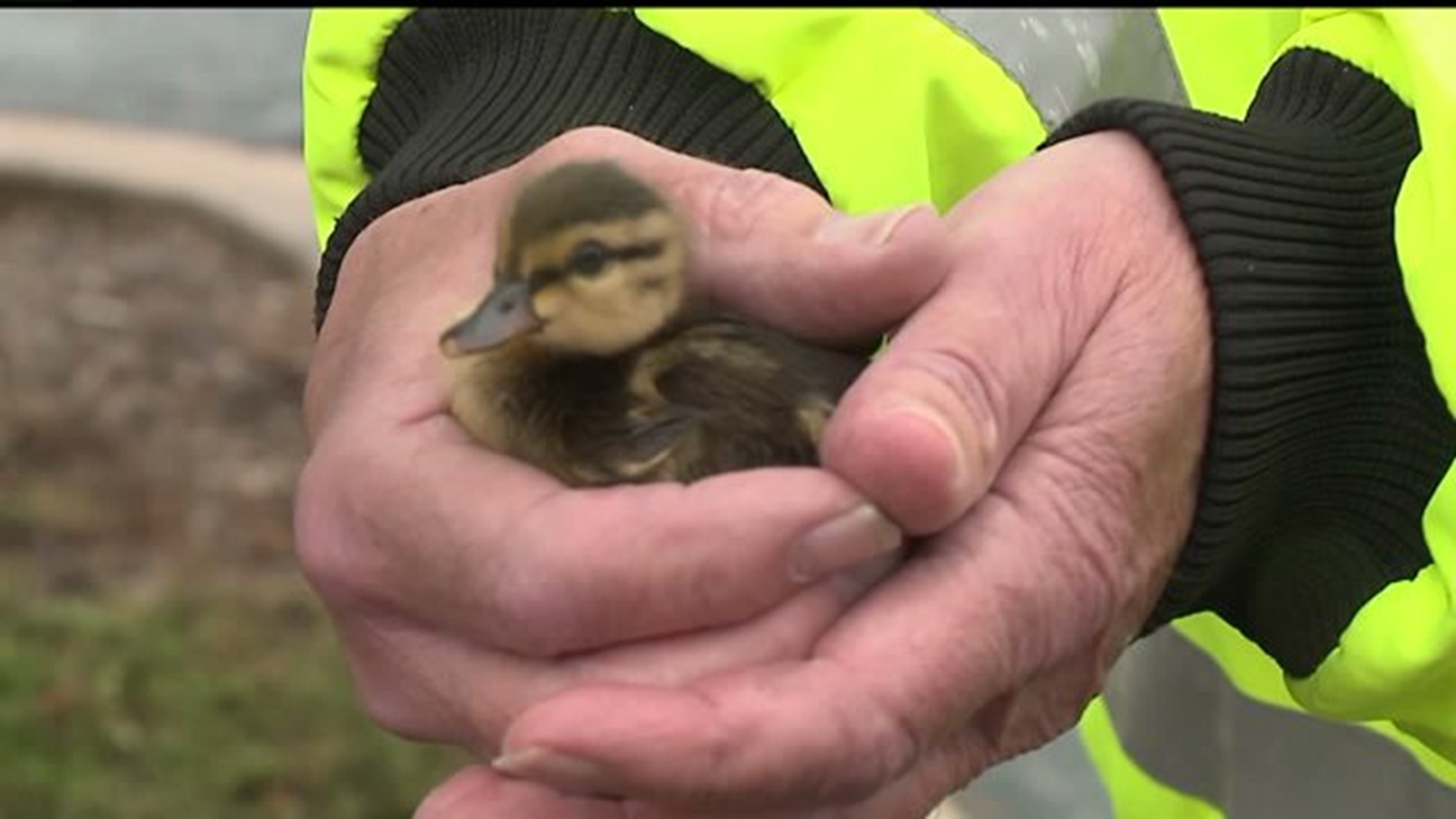 Ducklings rescued from storm drain
