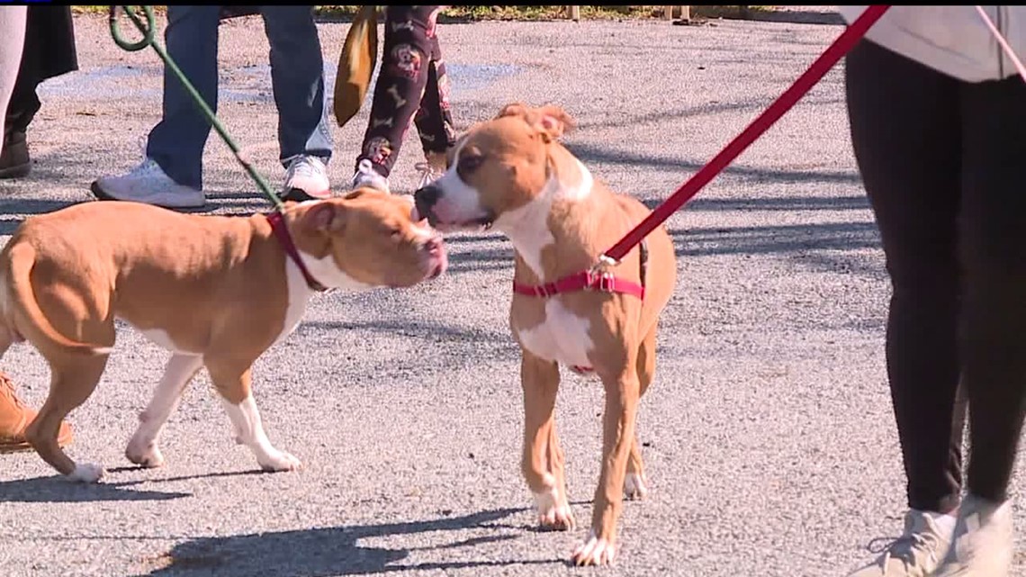 Public Walkthroughs At Humane Society Of Harrisburg Area Stop With Rise ...