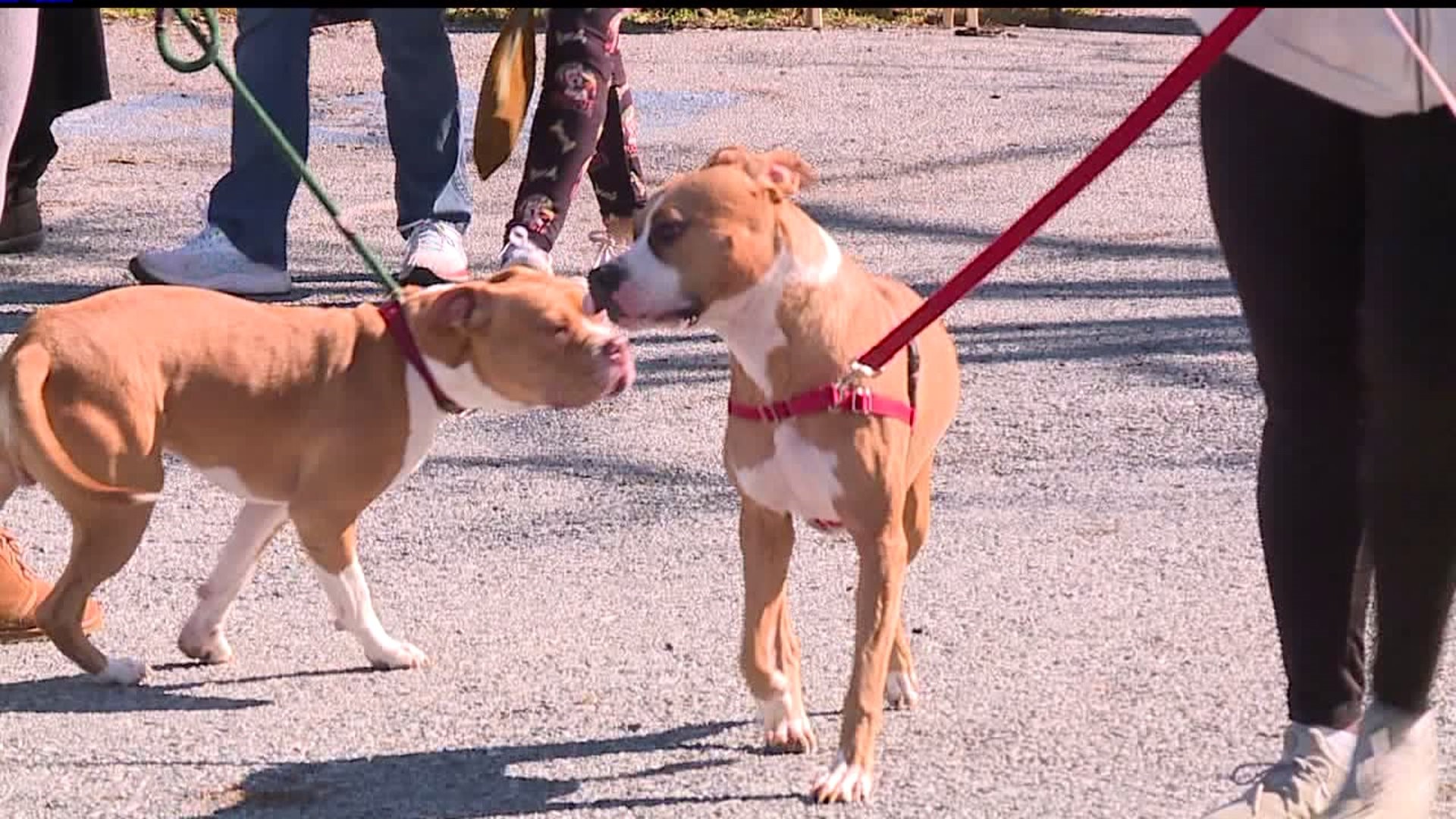 Humane Society of Harrisburg holds 2019 Pittie Party