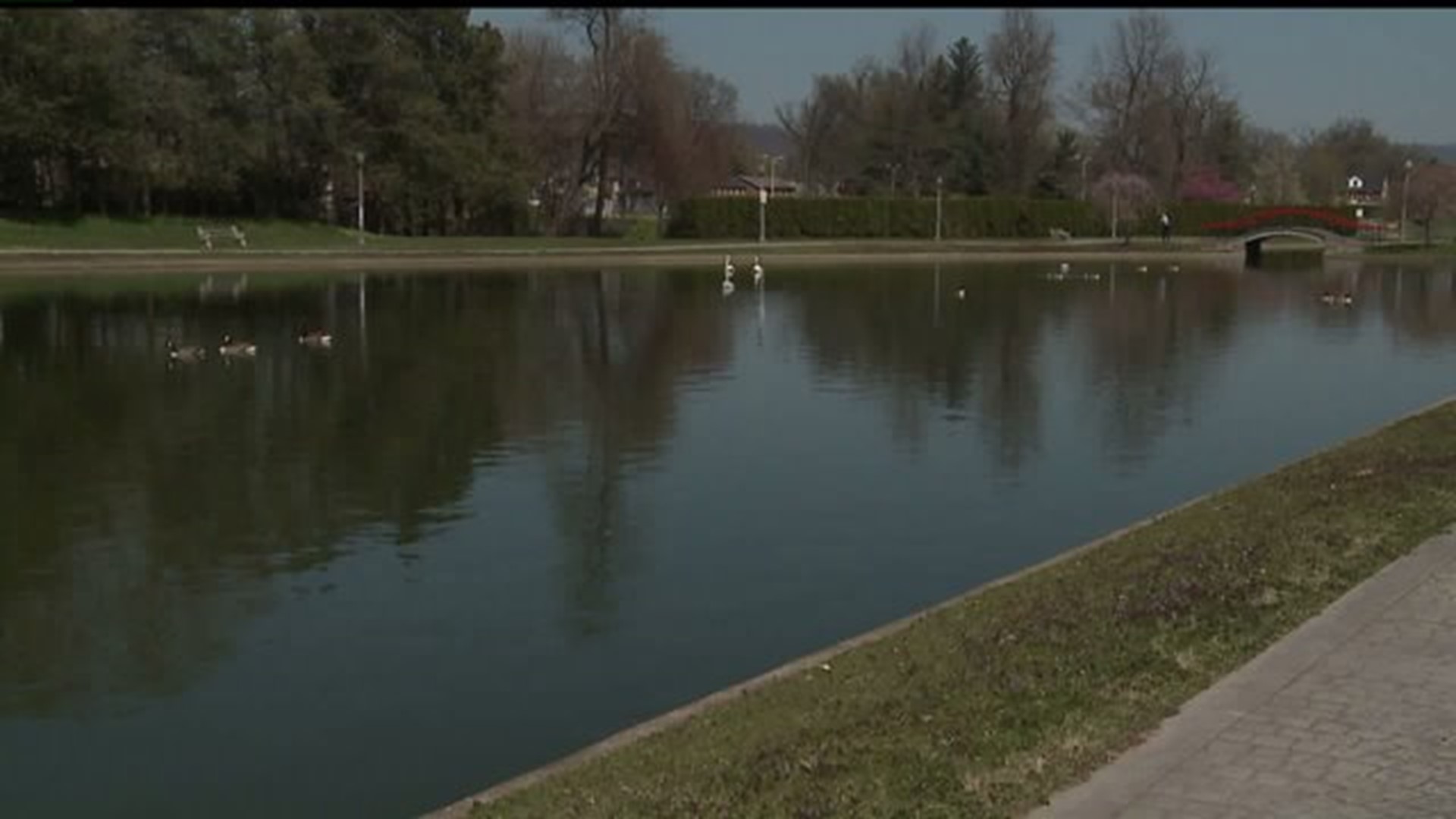 Swans return to Italian Lake