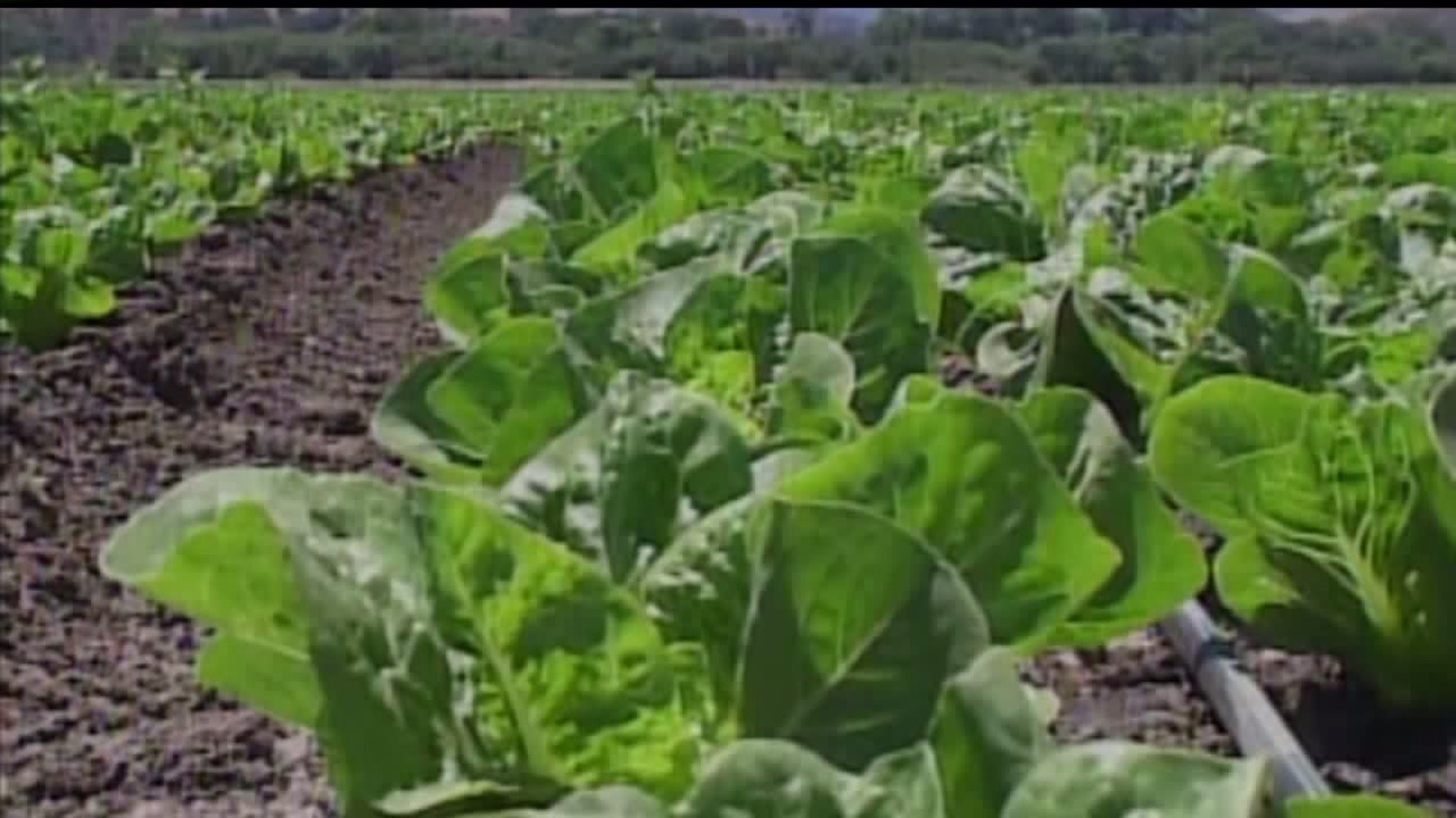 PA`s Department of Health is urging residents to get rid of any romaine lettuce that may be from Yuma, Arizona
