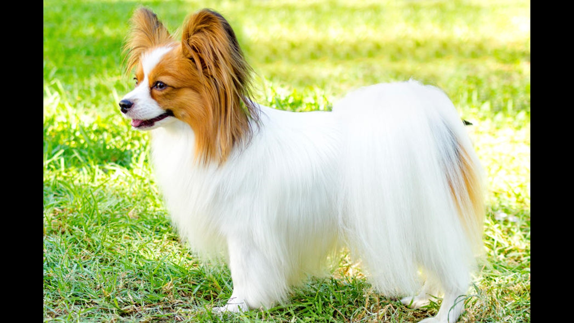 The 15 best dog breeds for families