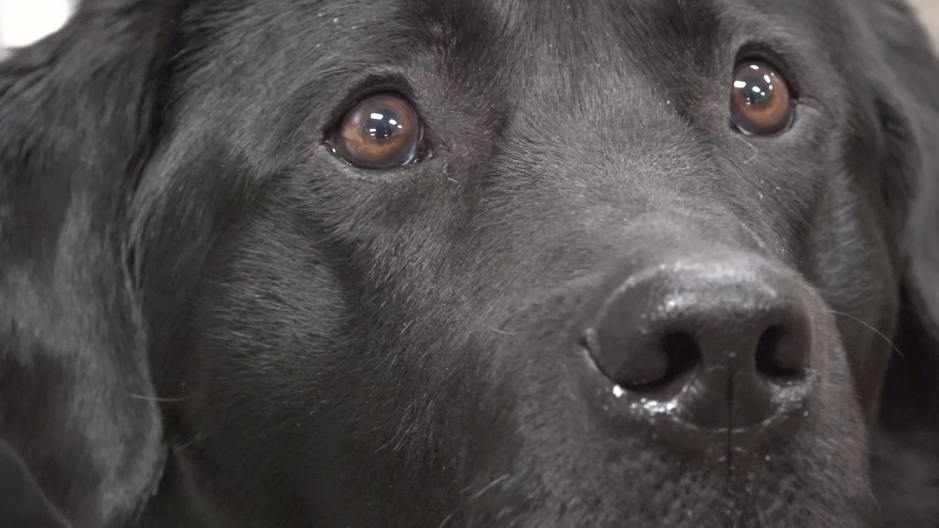 Derry Township Police Department welcomes K9 trained to sniff out ...