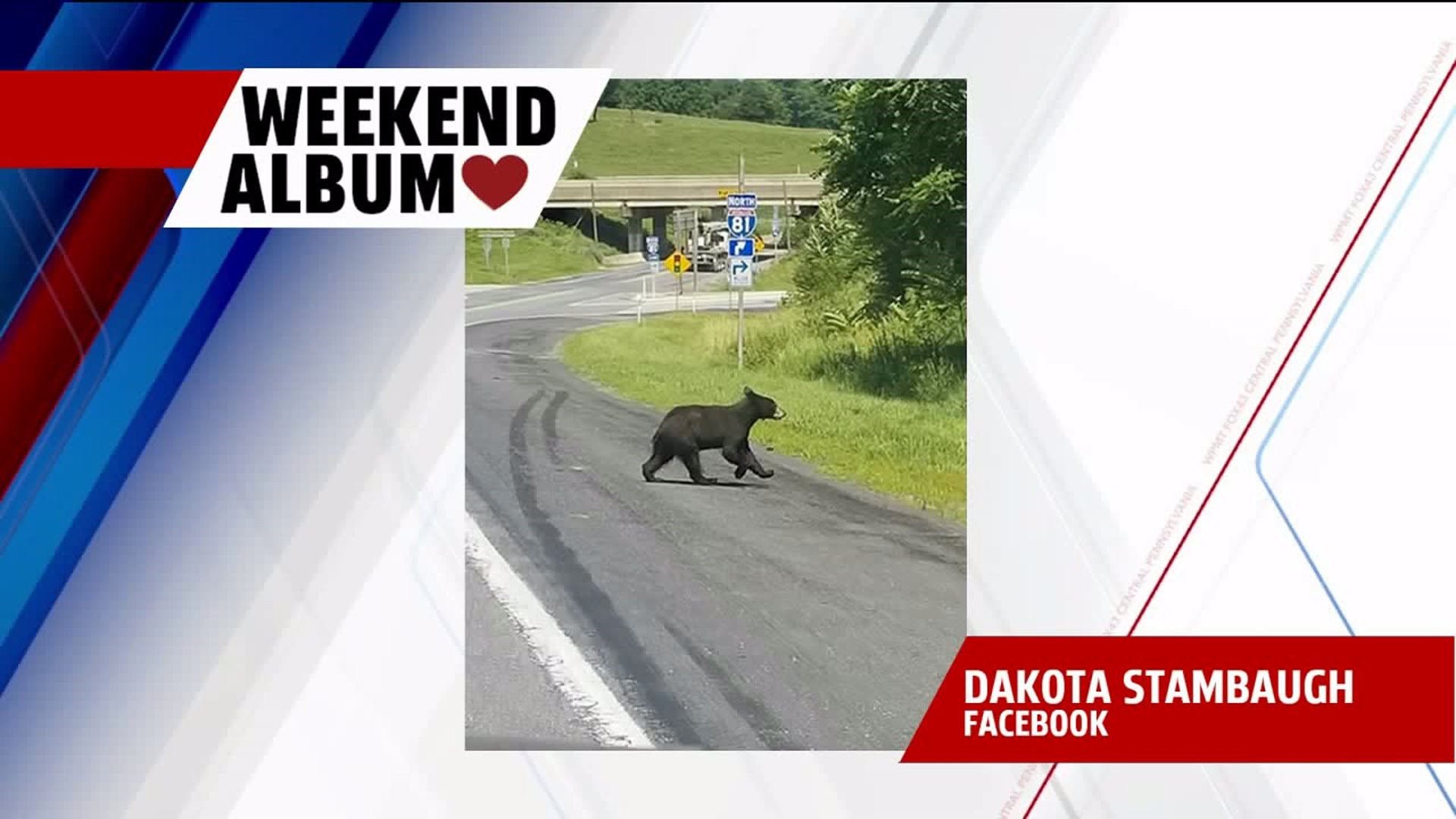 WEEKEND ALBUM:  Black bear spotted in Cumberland County