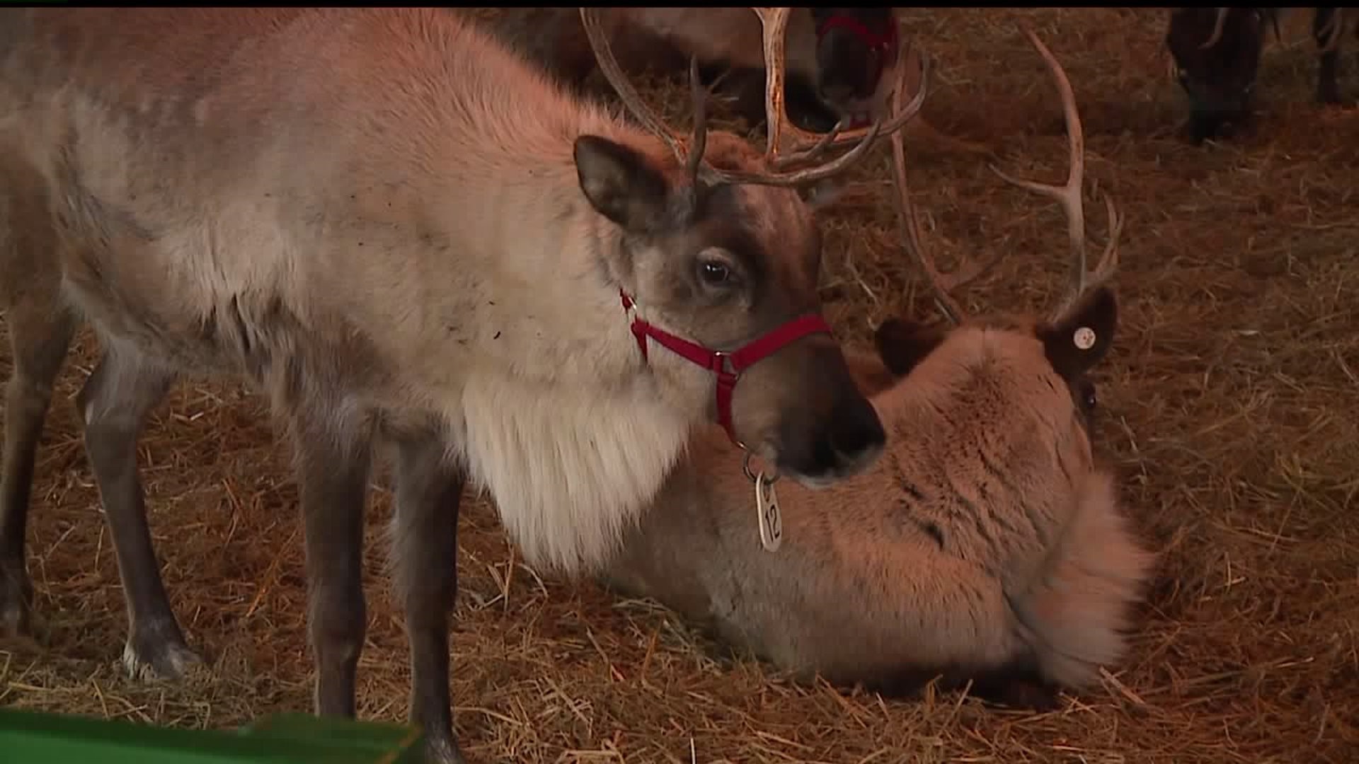 Santa`s Reindeer at Hershey Park