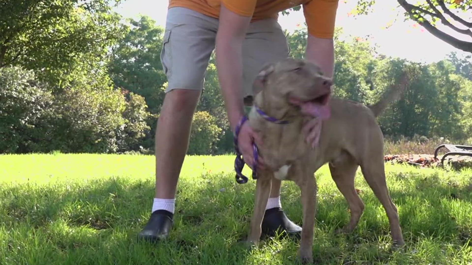 Raindrop is a 9-month-old Pitbull mix at the York County SPCA.