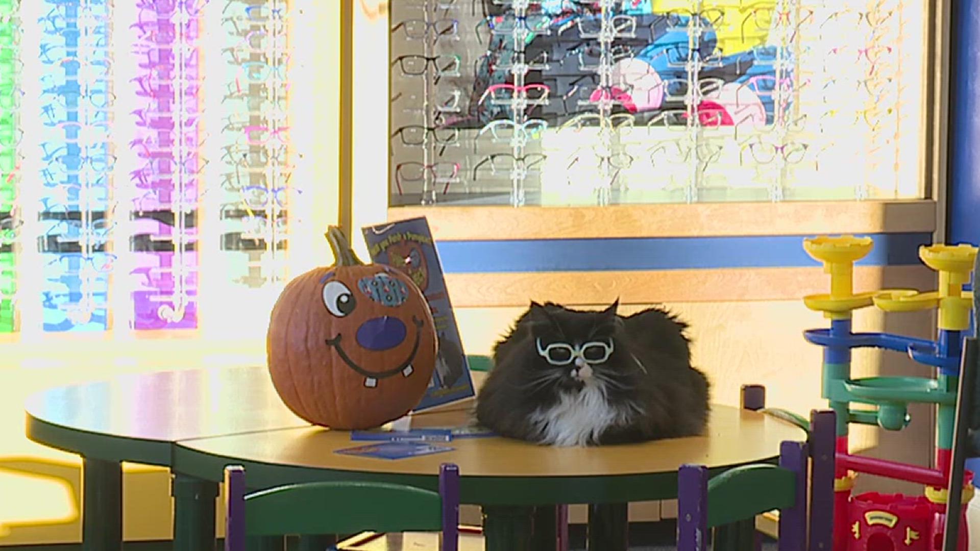 Truffles and her owner Danielle are asking families to put an eye patch on one of their decorated pumpkins to help spread awareness for amblyopia.