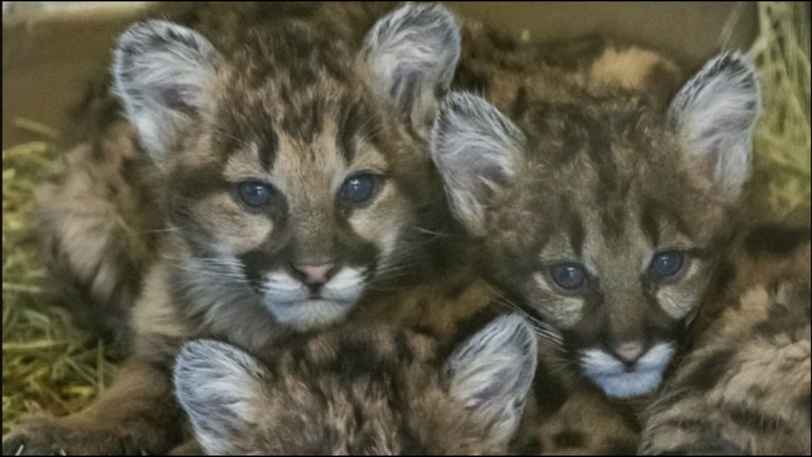 Help name the OKC Zoo lion cubs!