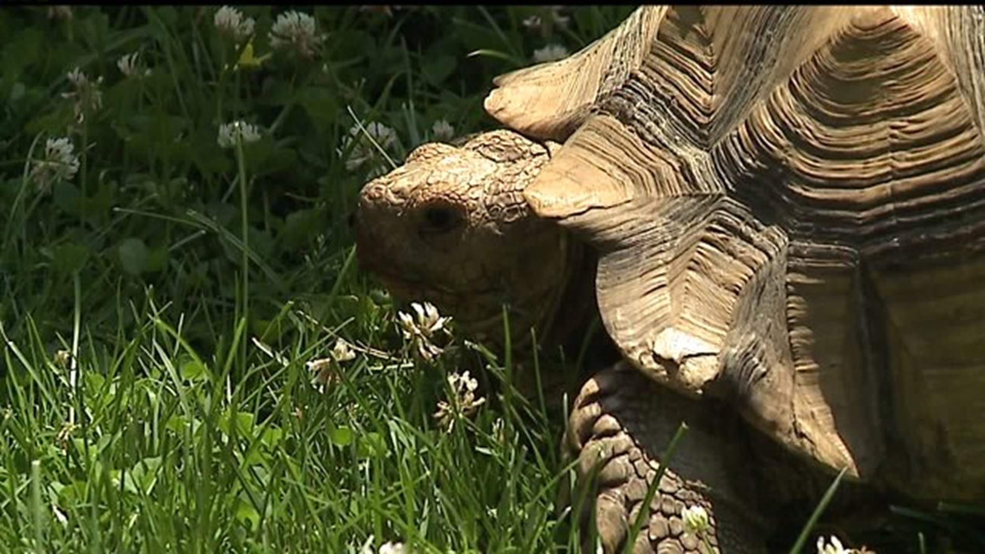 Franky-Lynn the Tortoise reunited with her owner