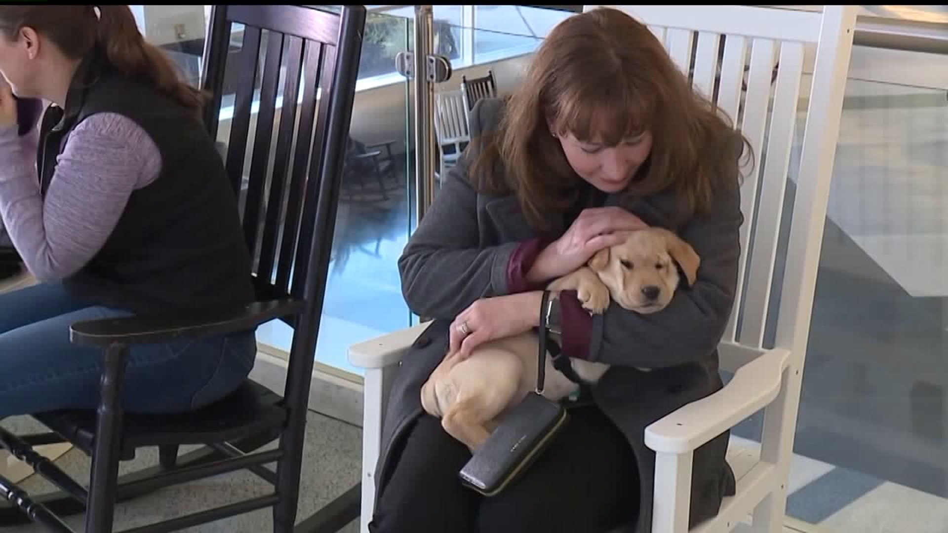 Puppies ease tension for travelers