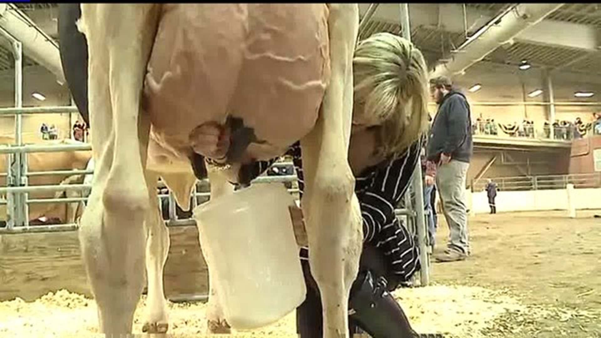 FOX43`s Amy Lutz in celebrity cow milking contest